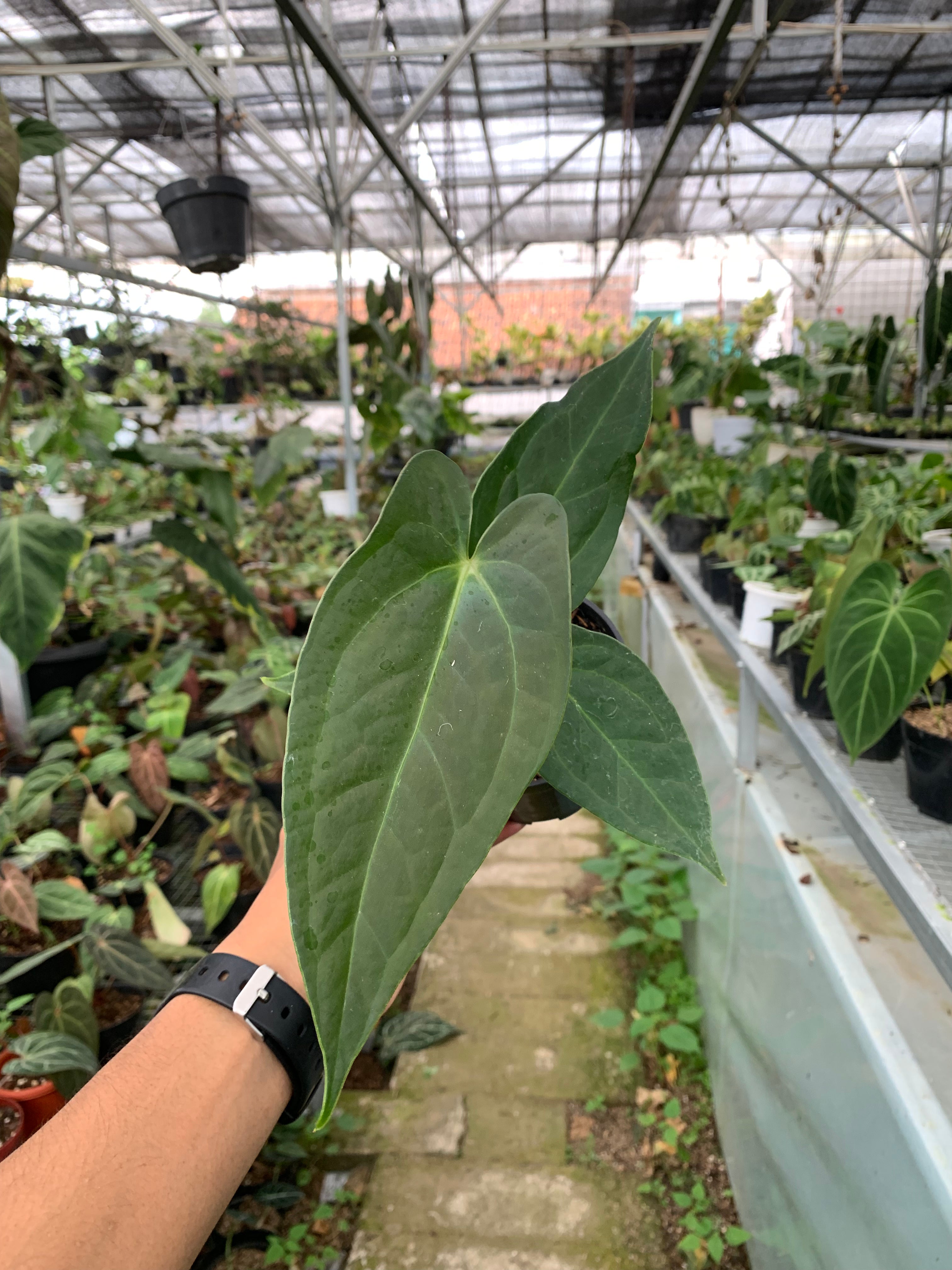 Anthurium Marmoratum x Papilaminum