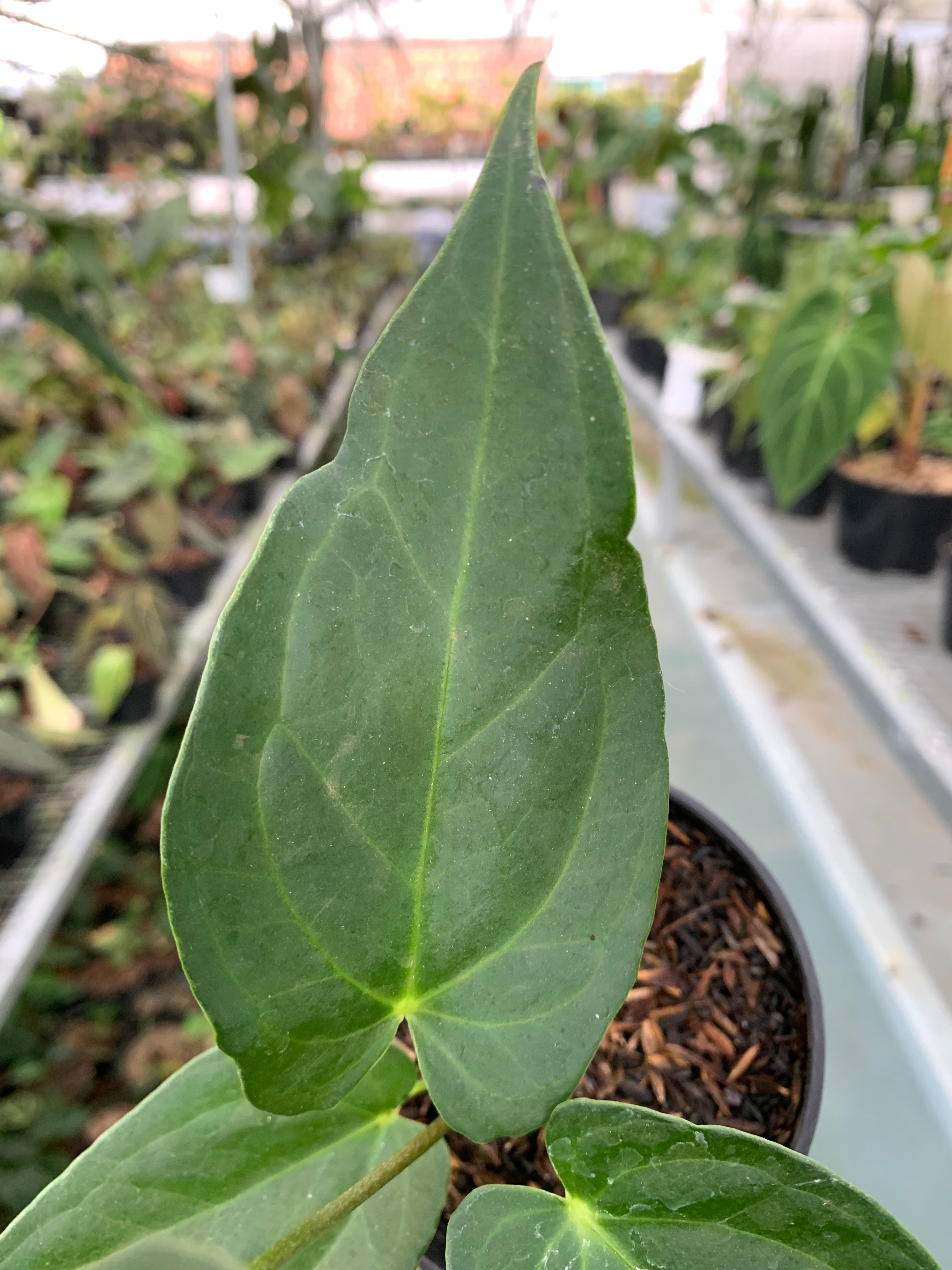 Anthurium Marmoratum x Papilaminum