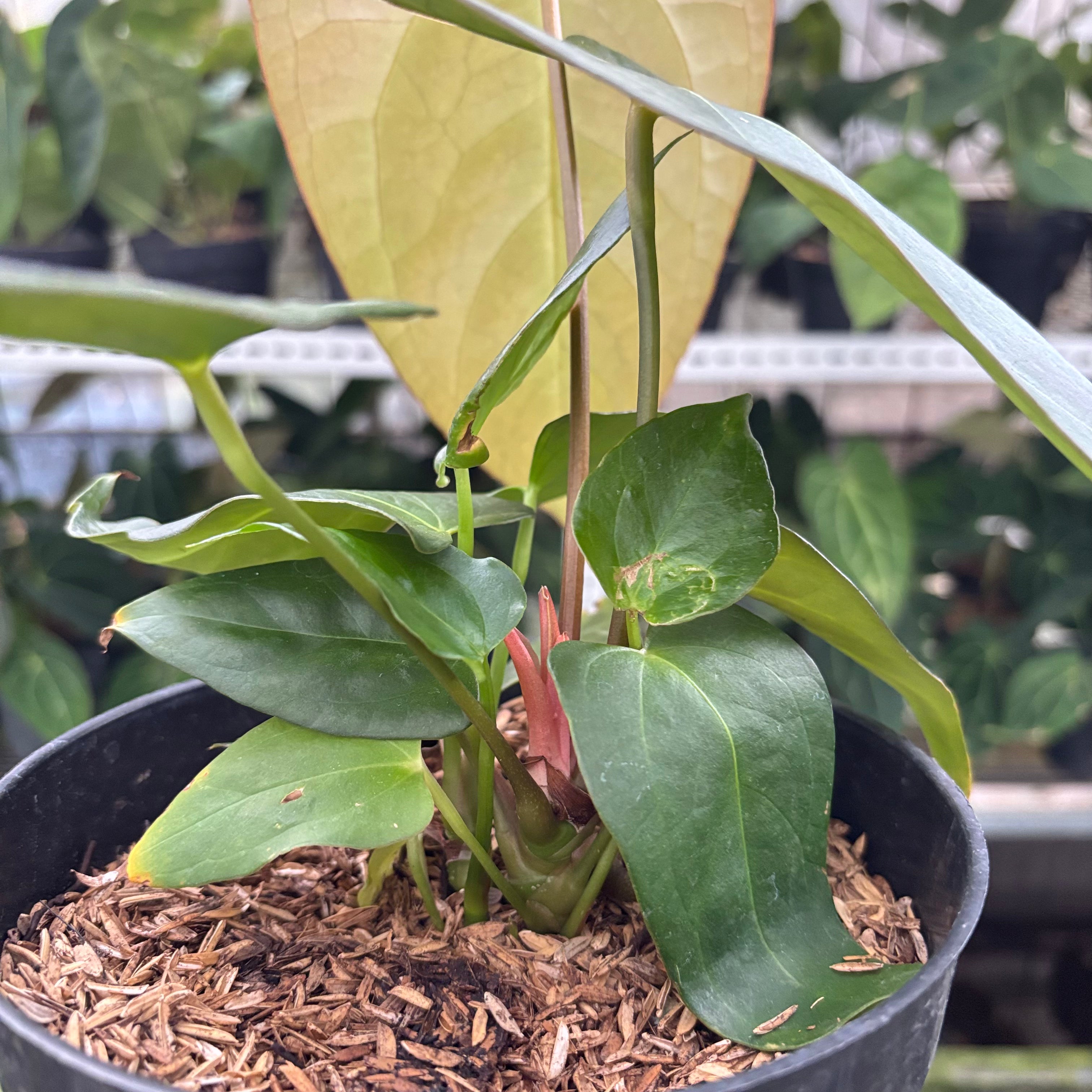 RP13-10 Anthurium Papillilaminum x Portilae