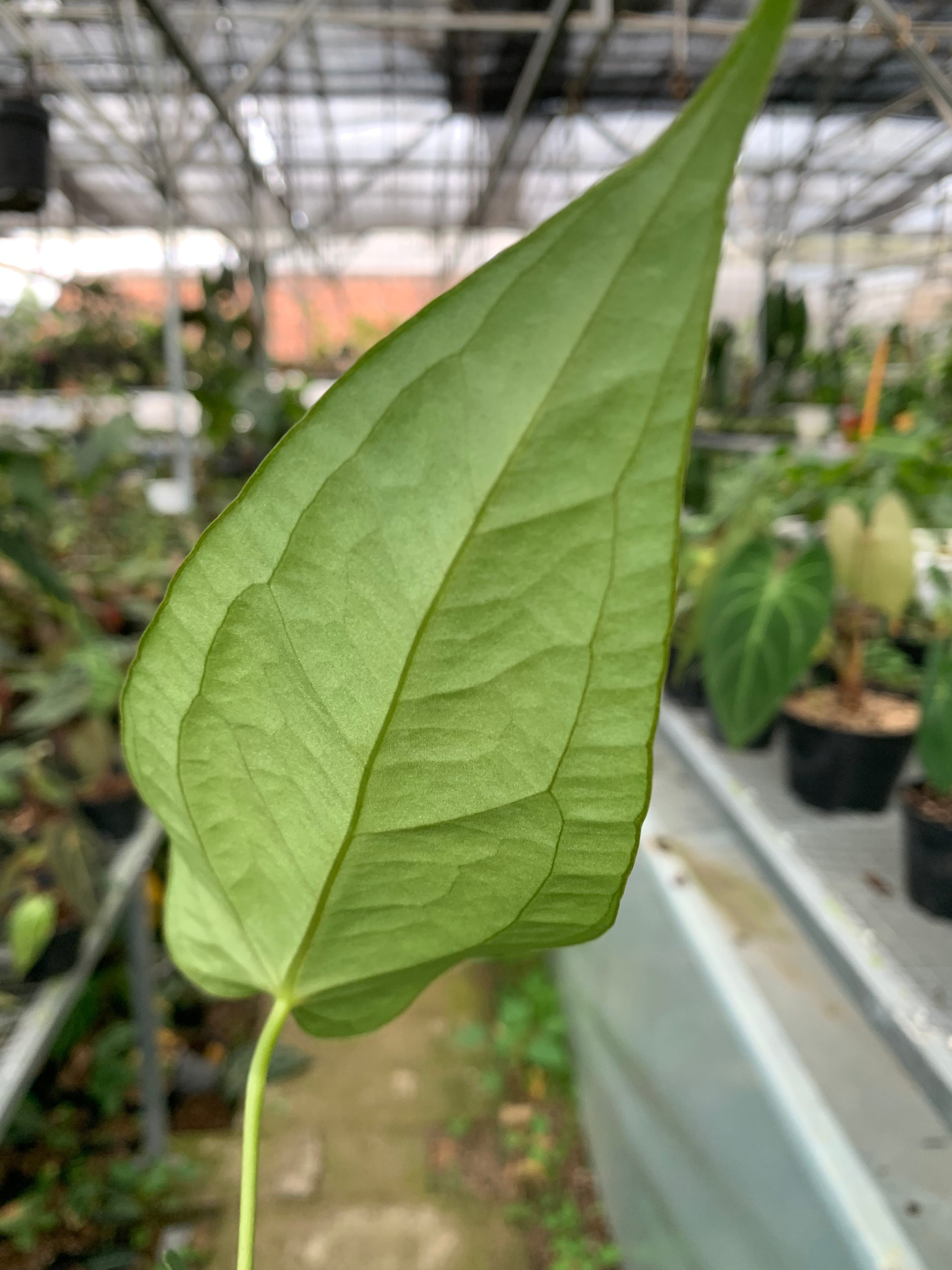 Anthurium Marmoratum x Papilaminum