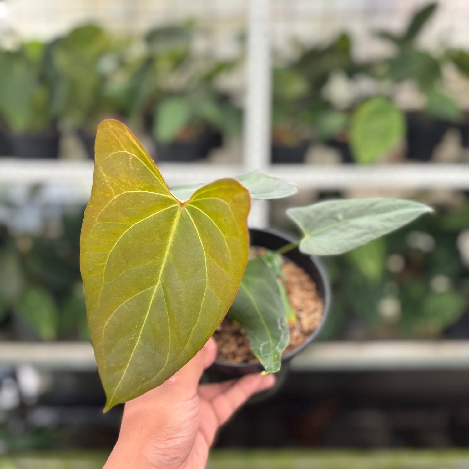 RP13-10 Anthurium Papillilaminum x Portilae