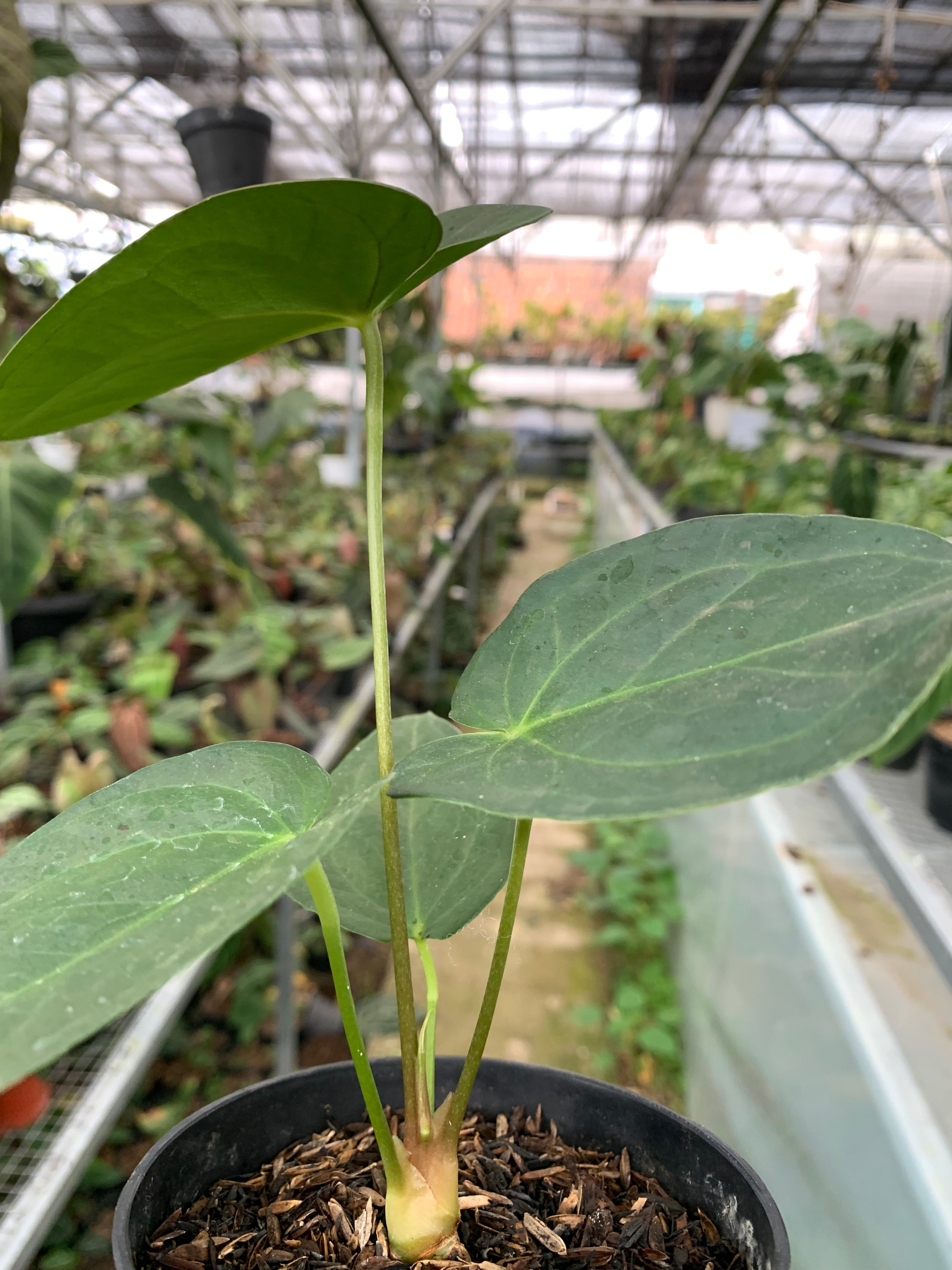 Anthurium Marmoratum x Papilaminum