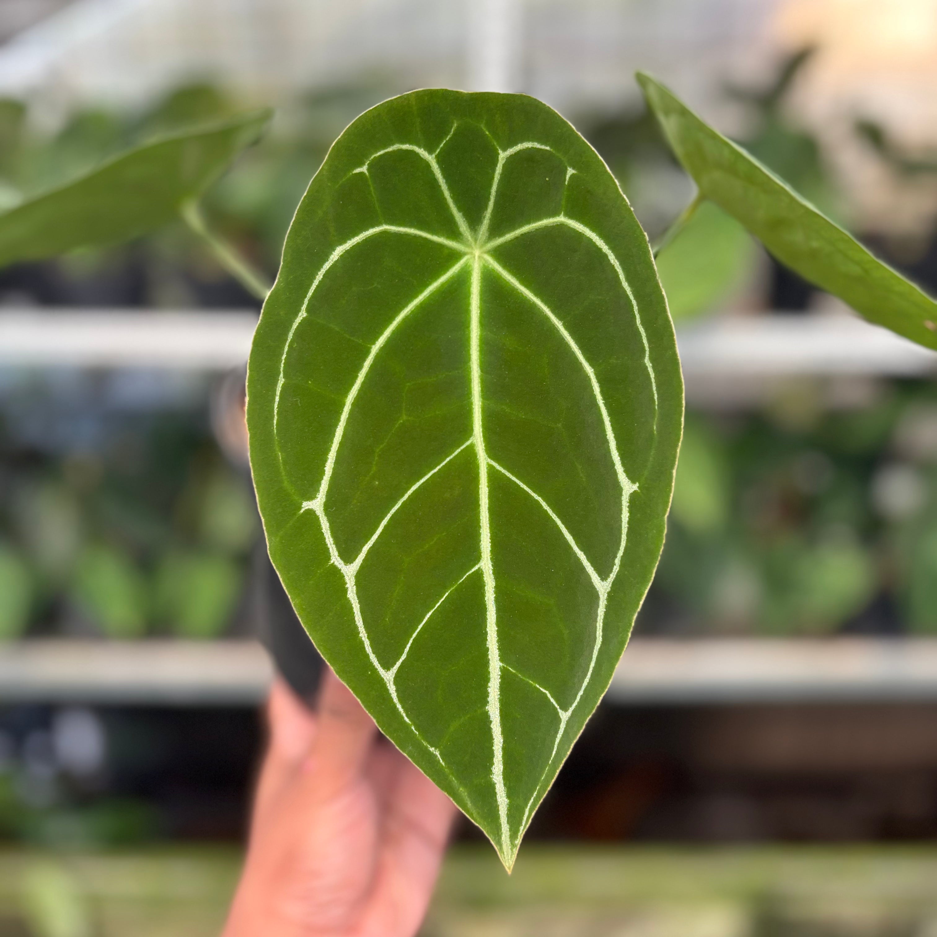 RP15-10 Anthurium Forgetti Hybrid