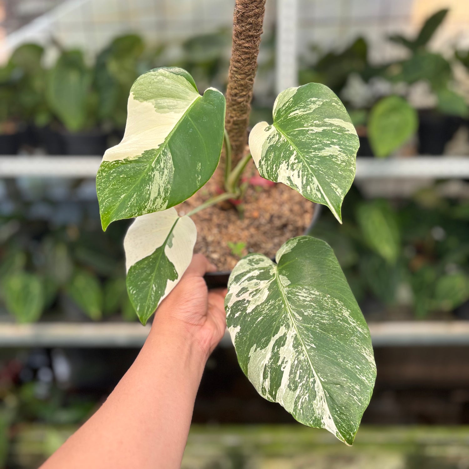 RP16-10 Monstera Albo Variegated