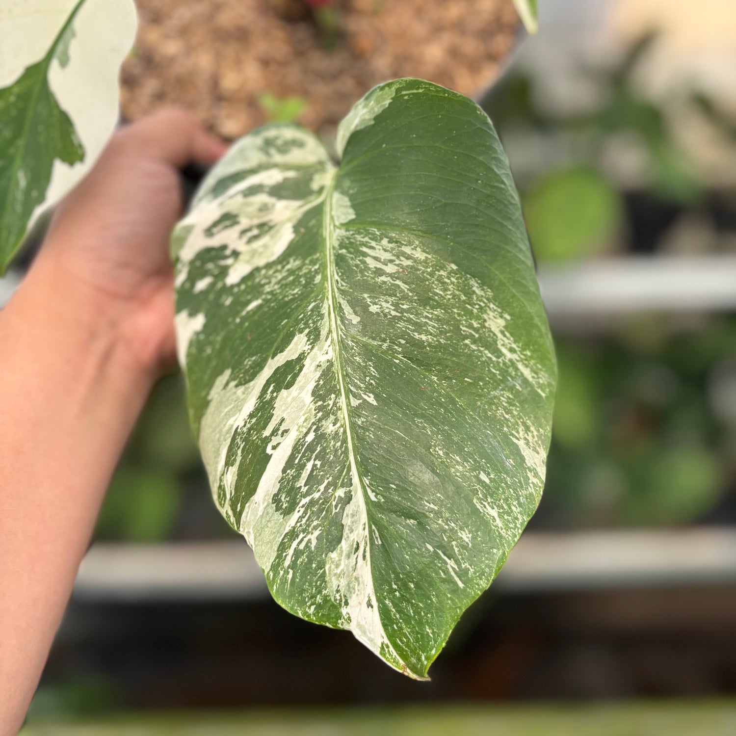 RP16-10 Monstera Albo Variegated