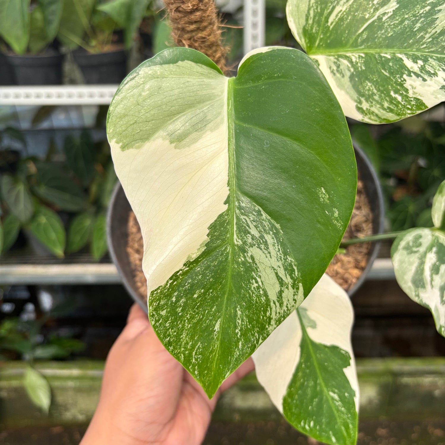 RP16-10 Monstera Albo Variegated