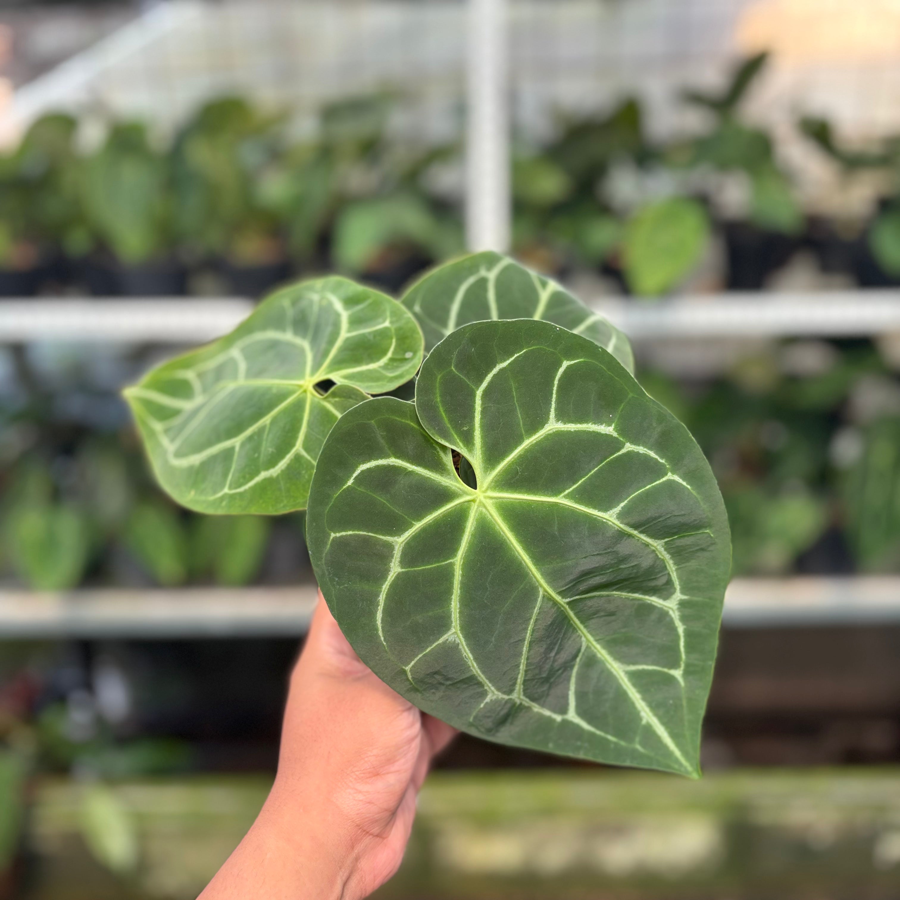 RP17-10 Anthurium Magnificum Hybrid selected