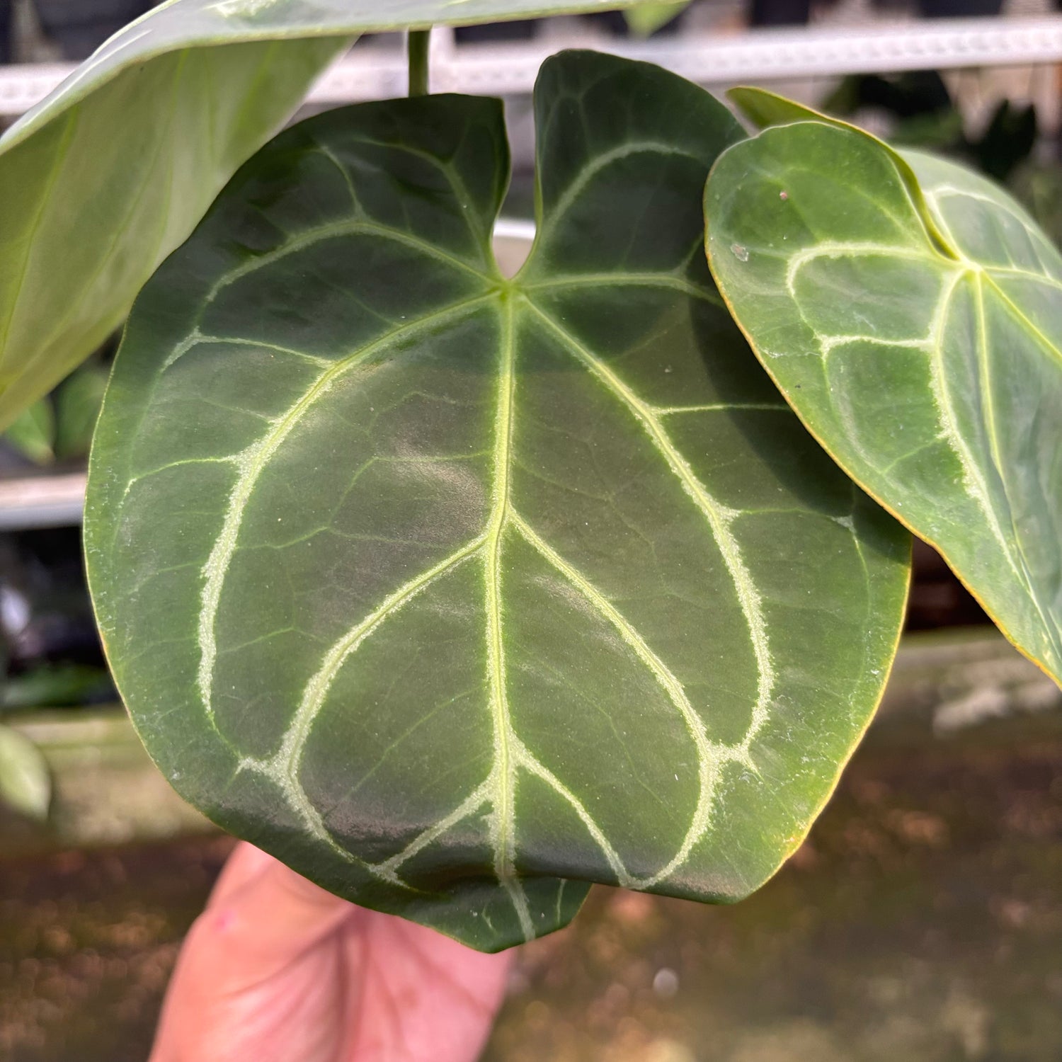 RP17-10 Anthurium Magnificum Hybrid selected