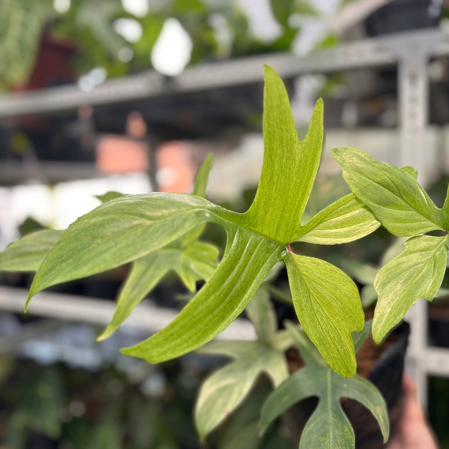 Philodendron Florida Ghost Mature Size