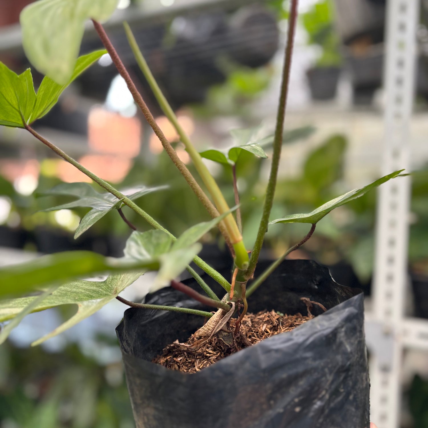 Philodendron Florida Ghost Mature Size