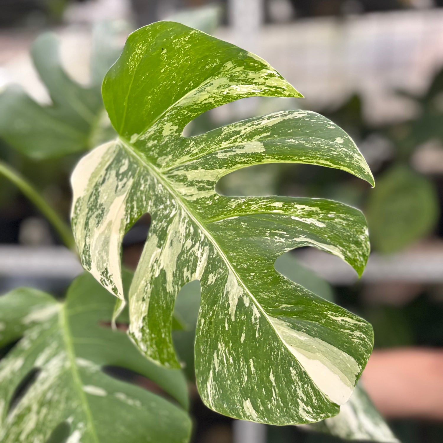 RP14-10 Monstera Albo Variegated