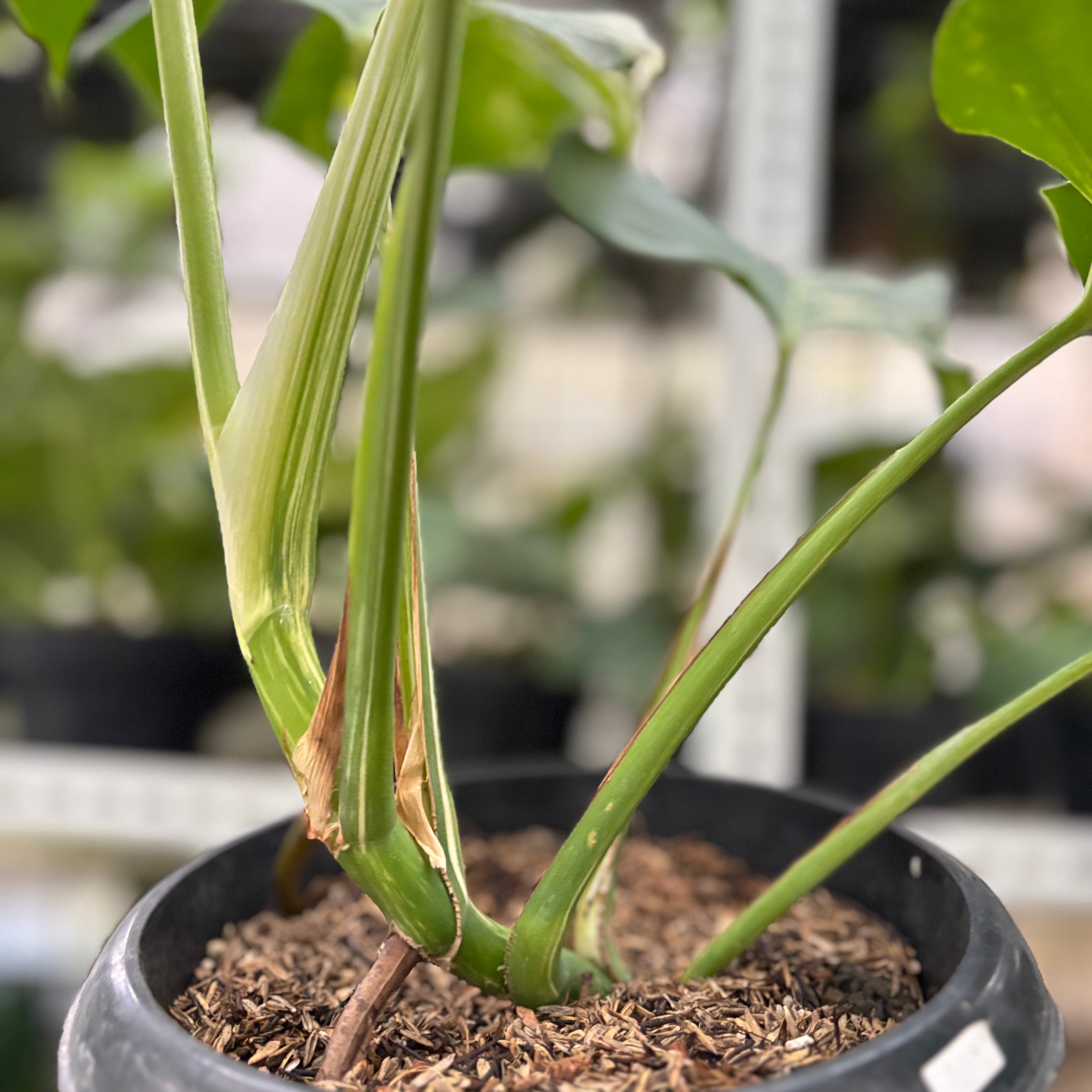 RP14-10 Monstera Albo Variegated
