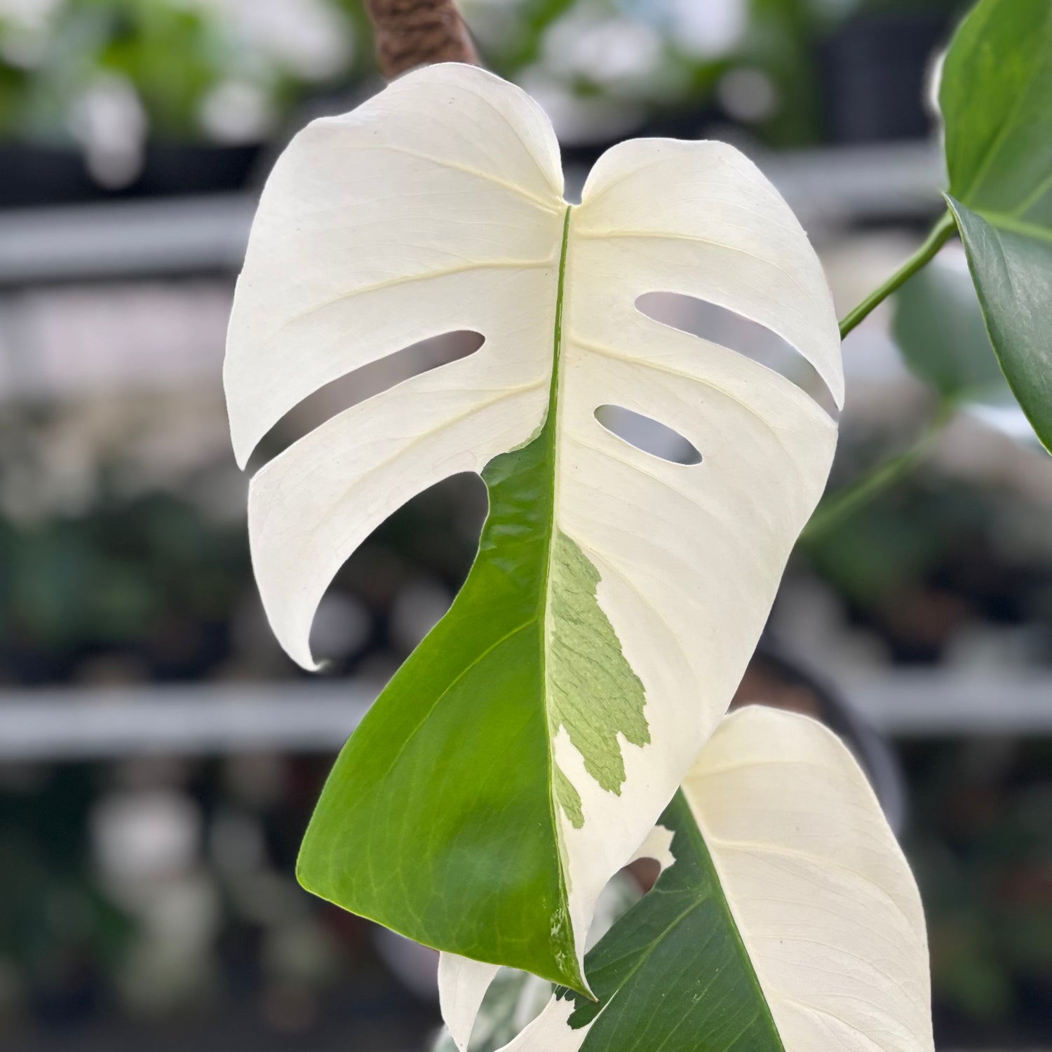 RP18-10 Monstera Albo Variegated