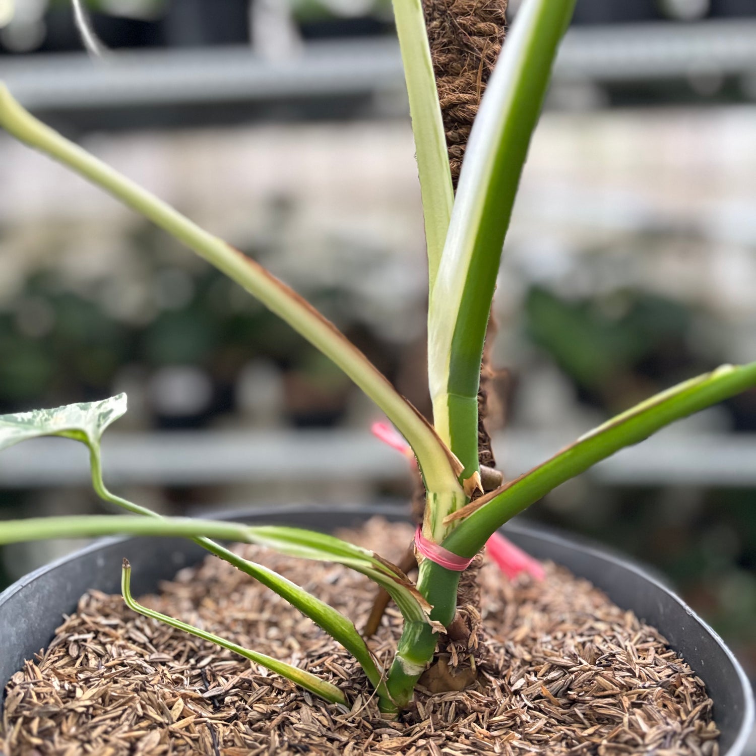 RP18-10 Monstera Albo Variegated