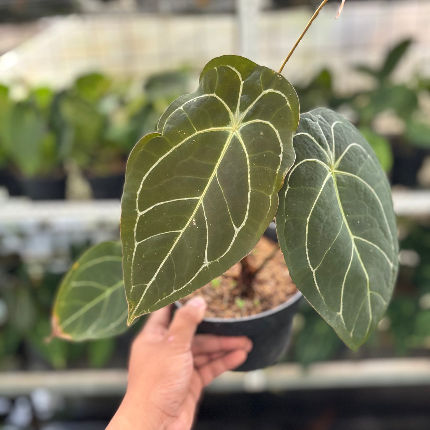 RP19-10 Anthurium Forgetti x AOS