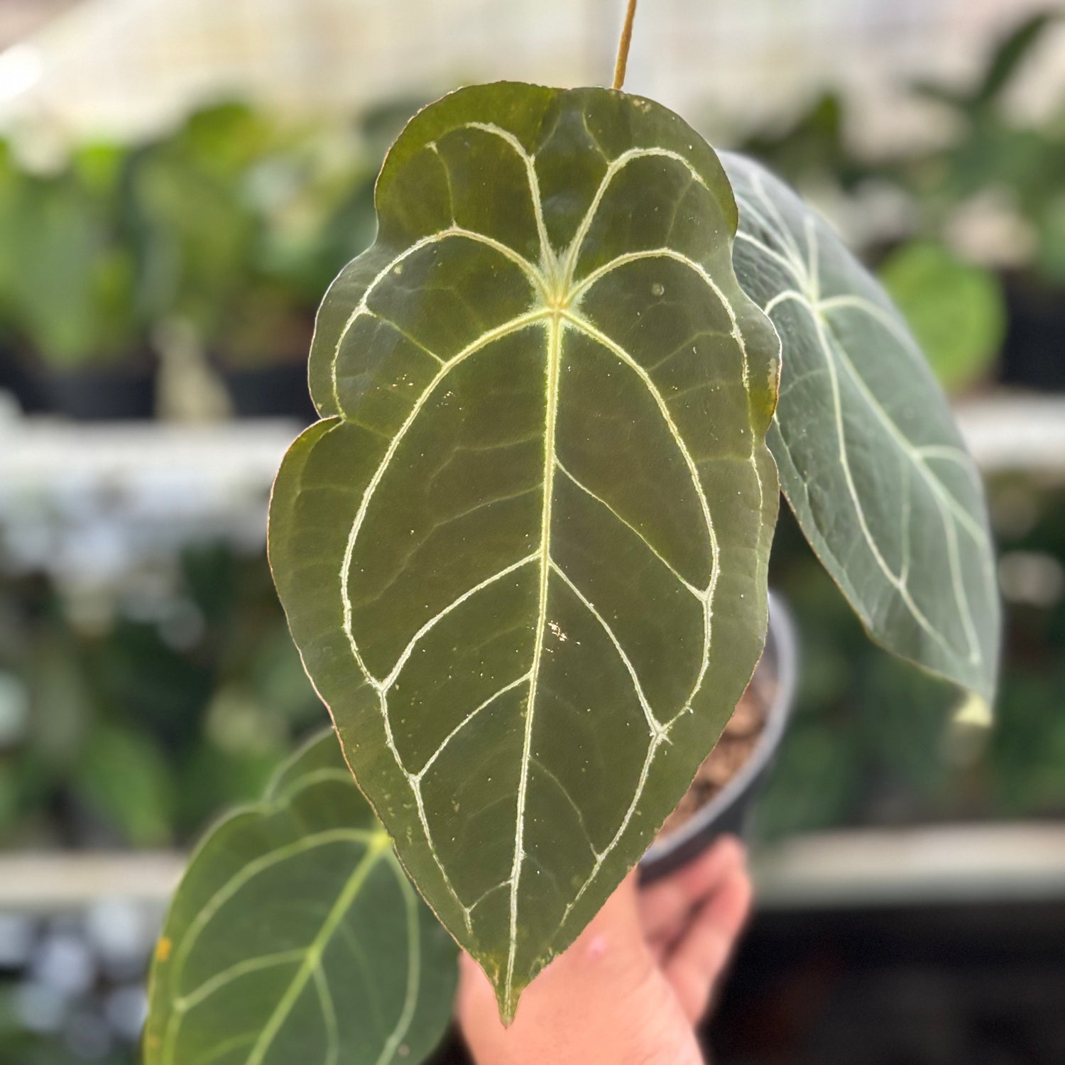 RP19-10 Anthurium Forgetti x AOS