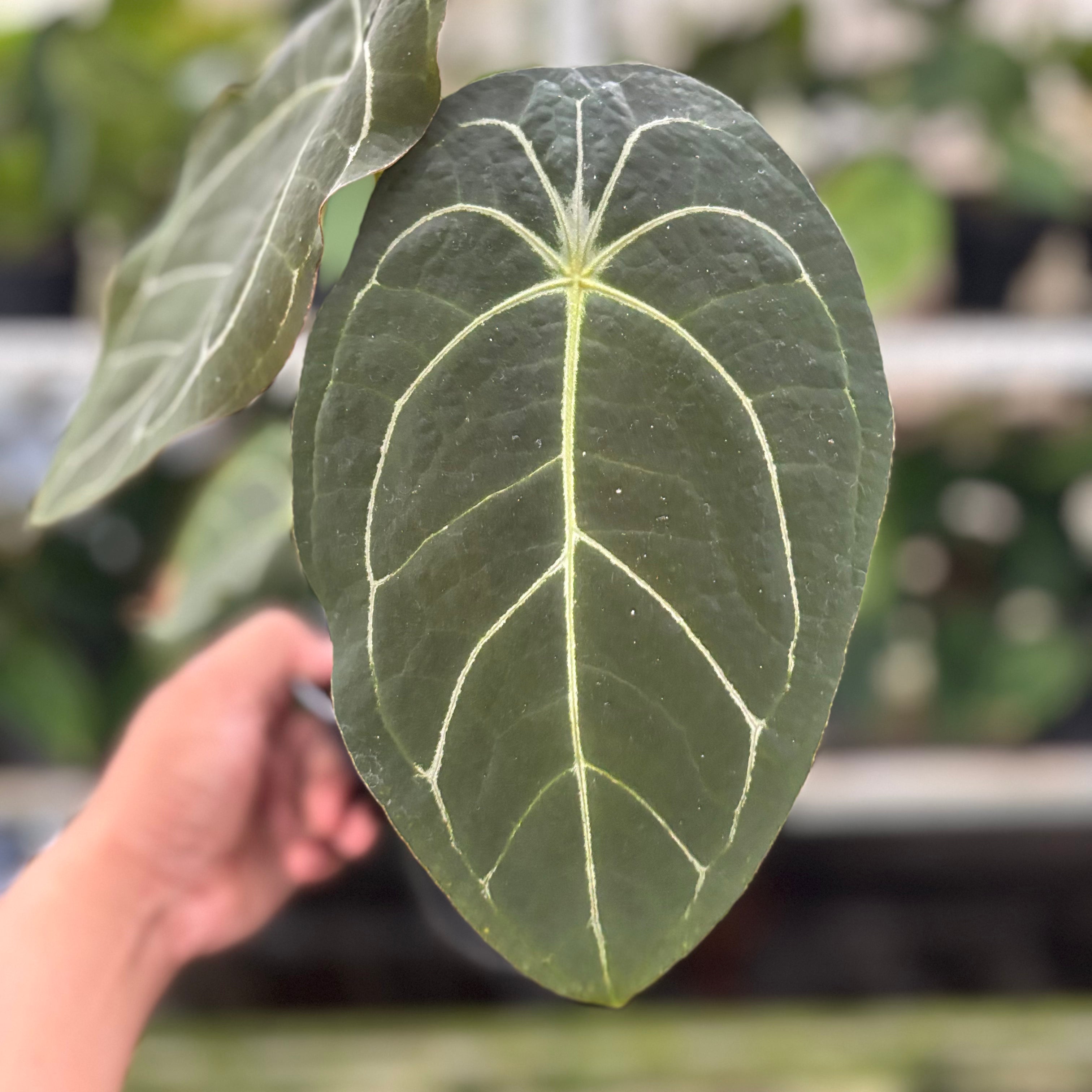 RP19-10 Anthurium Forgetti x AOS