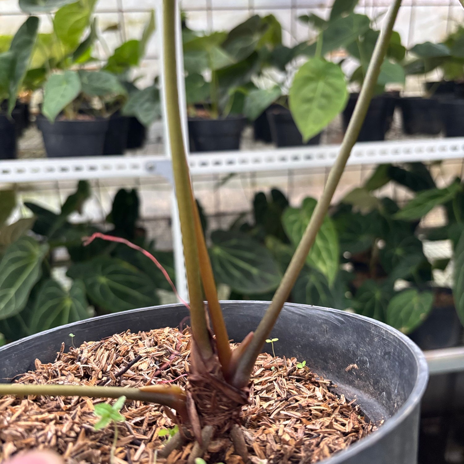 RP19-10 Anthurium Forgetti x AOS