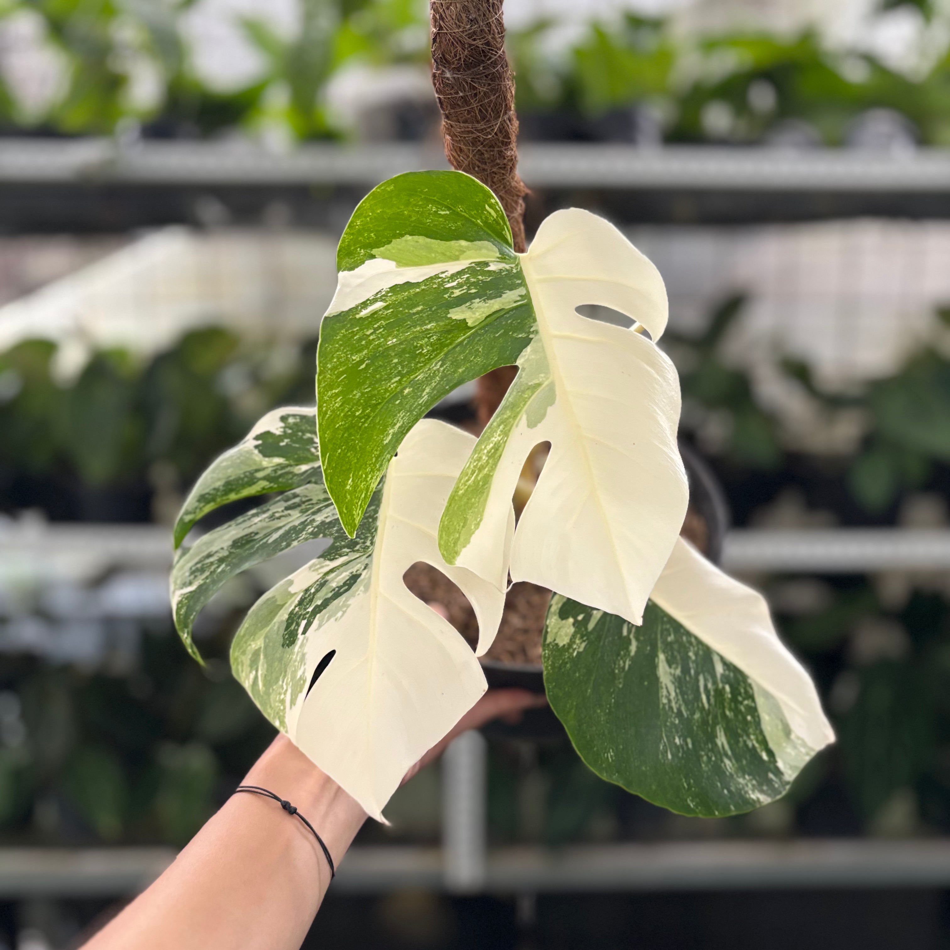 RP24-10 Monstera Albo Variegated