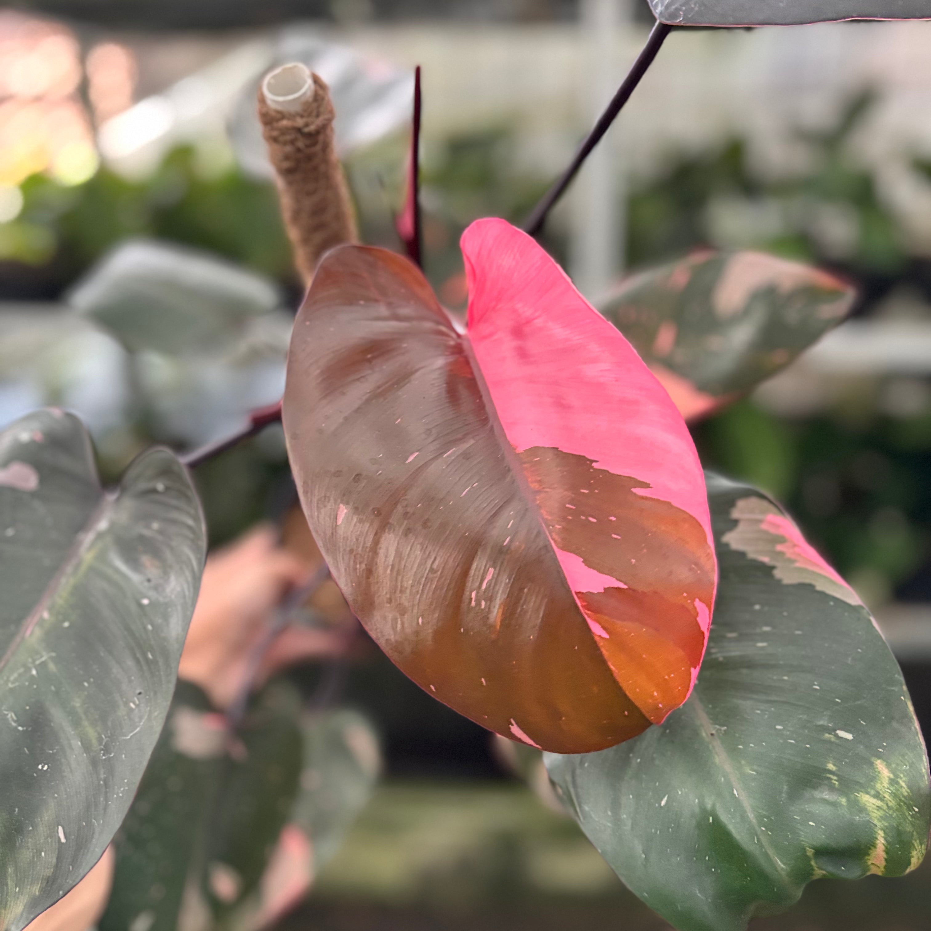 RP25-10 Philodendron Pink Princes Black Cherry
