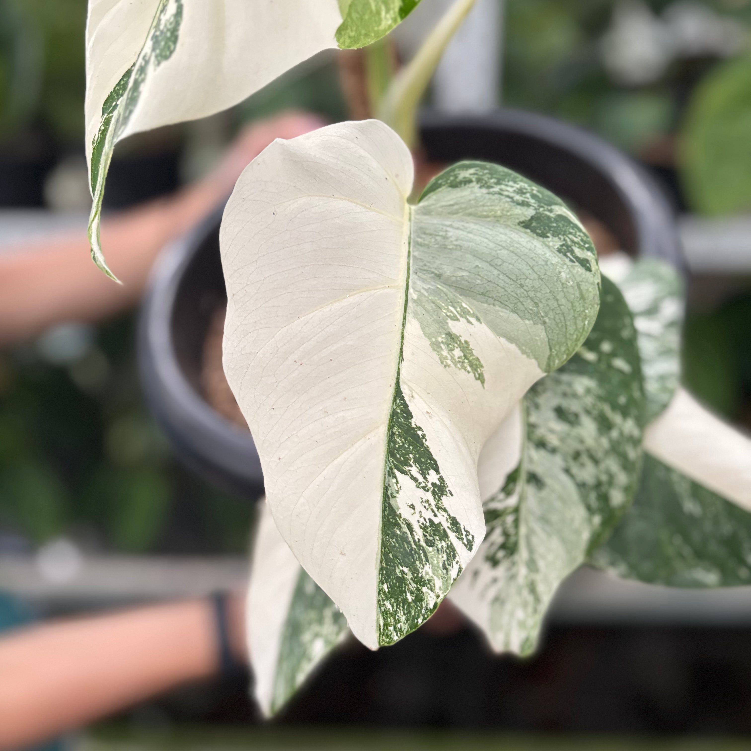 RP26-10 Monstera Albo White Tiger