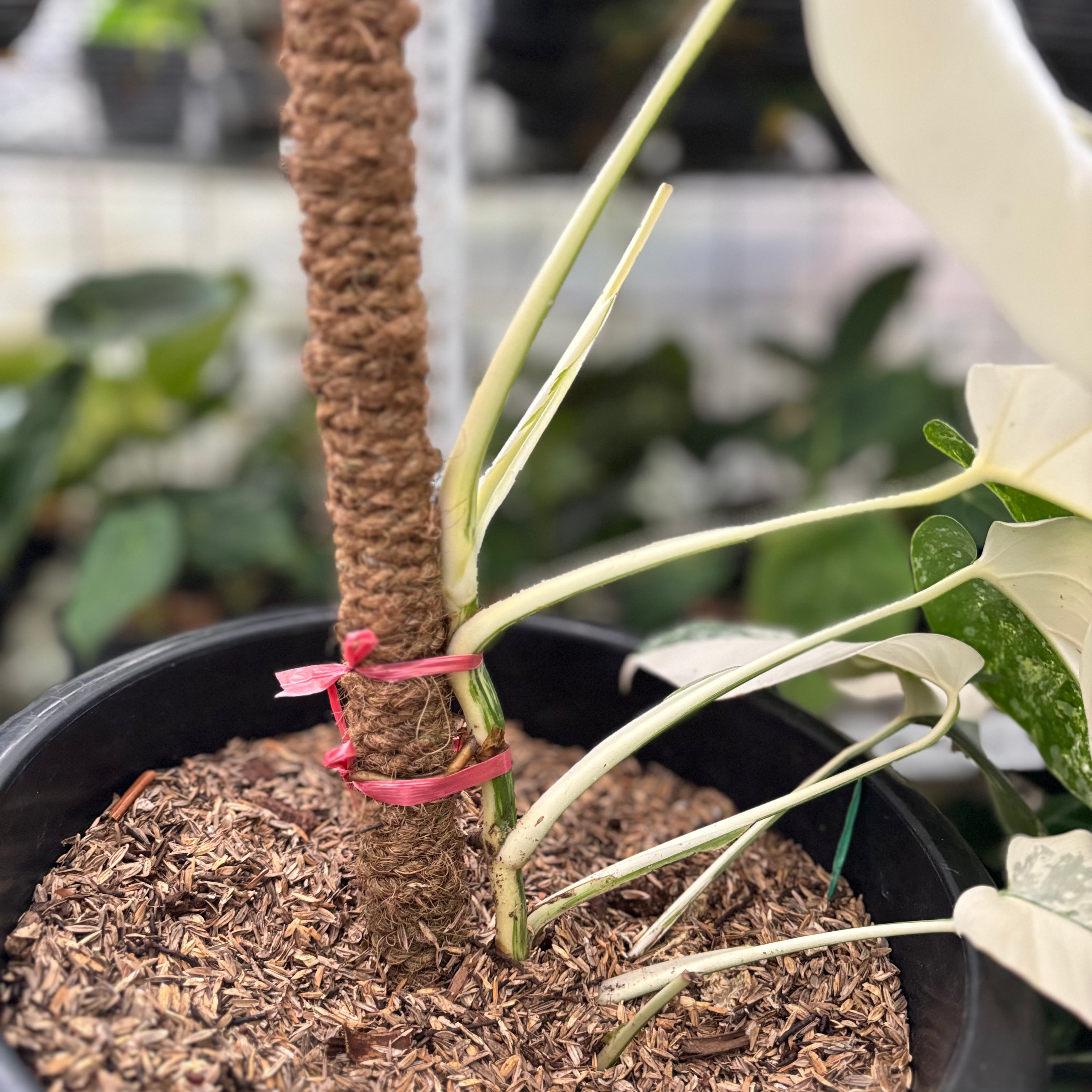 RP26-10 Monstera Albo White Tiger