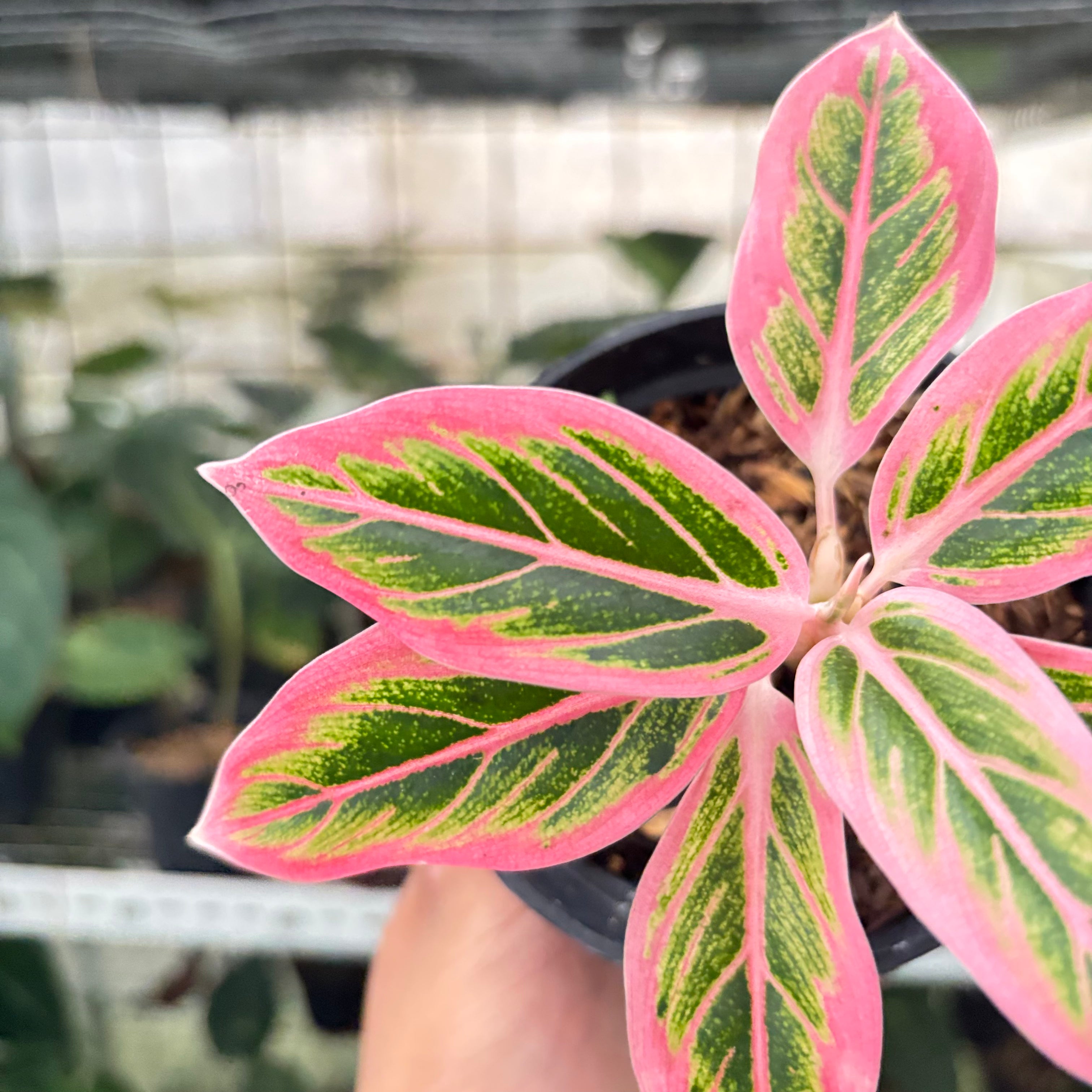 RP27-10 Aglaonema Lotus Delight