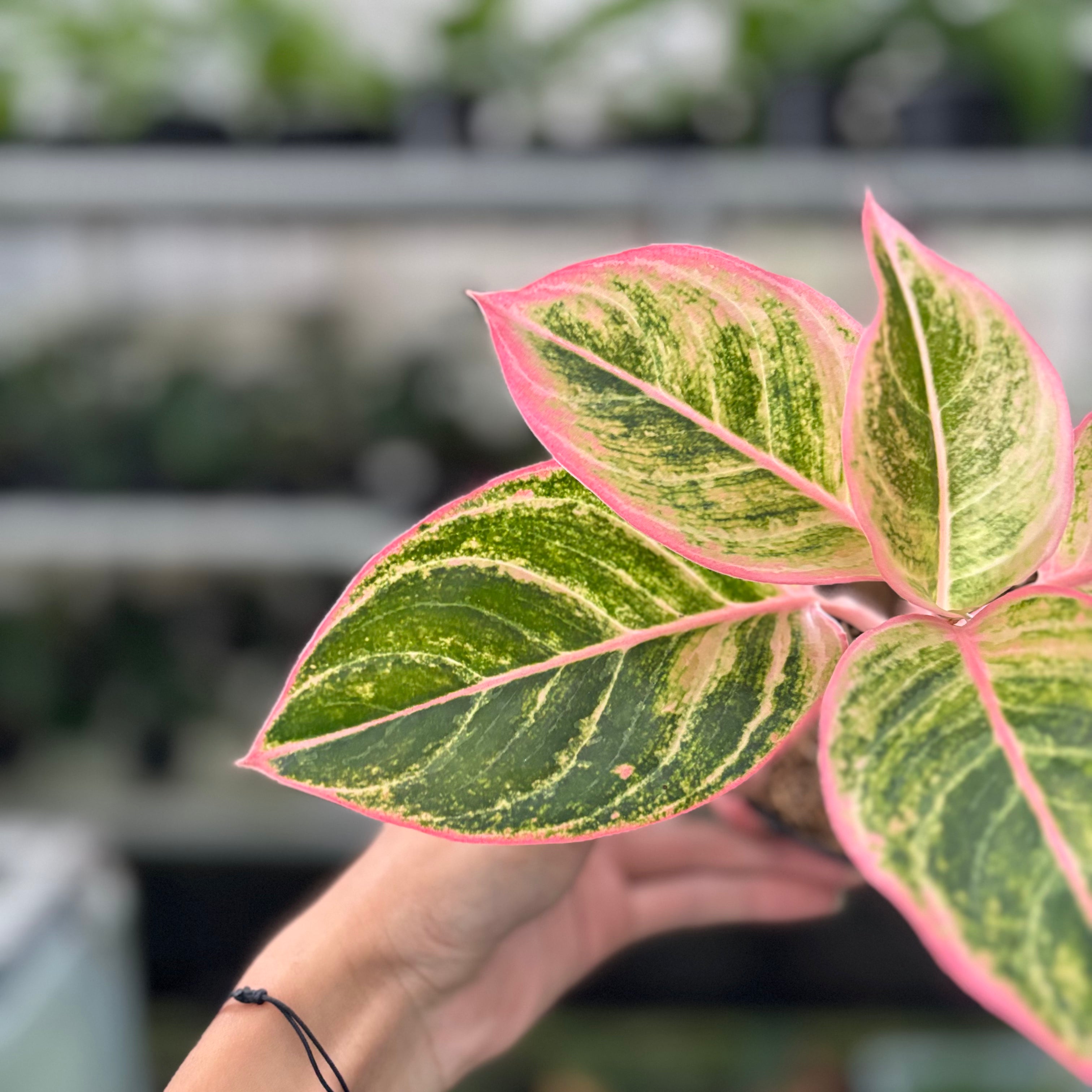 RP29-10 Aglaonema Dejavu