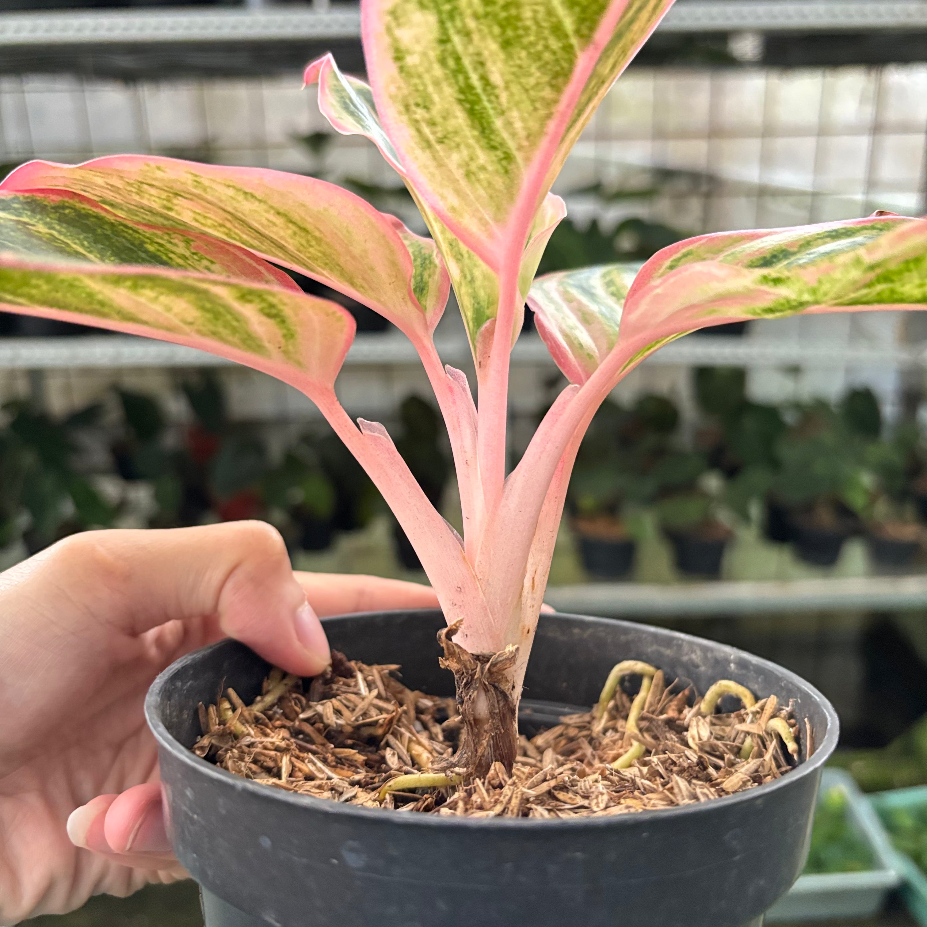 RP29-10 Aglaonema Dejavu