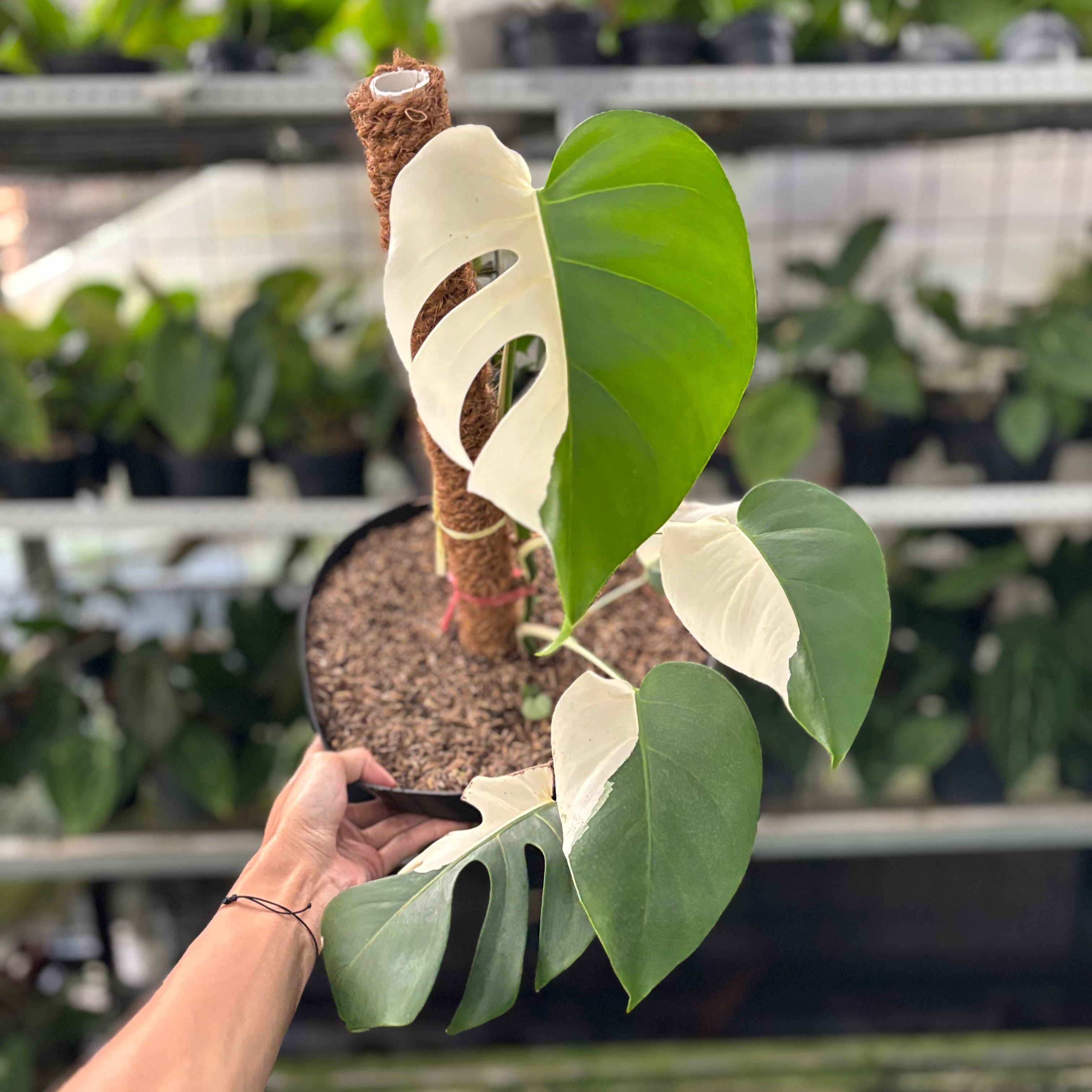 RP30-10 Monstera Albo Half Moon