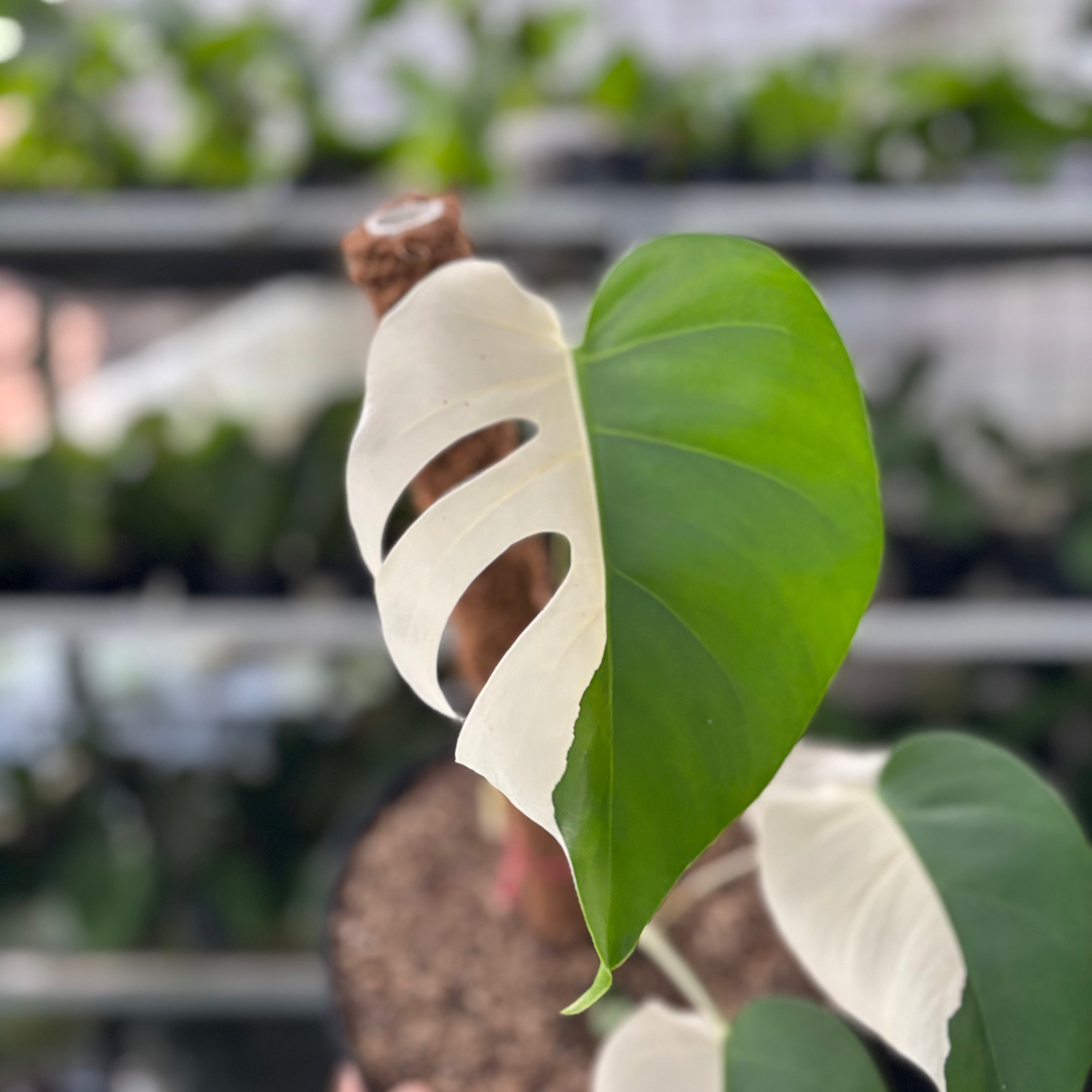 RP30-10 Monstera Albo Half Moon