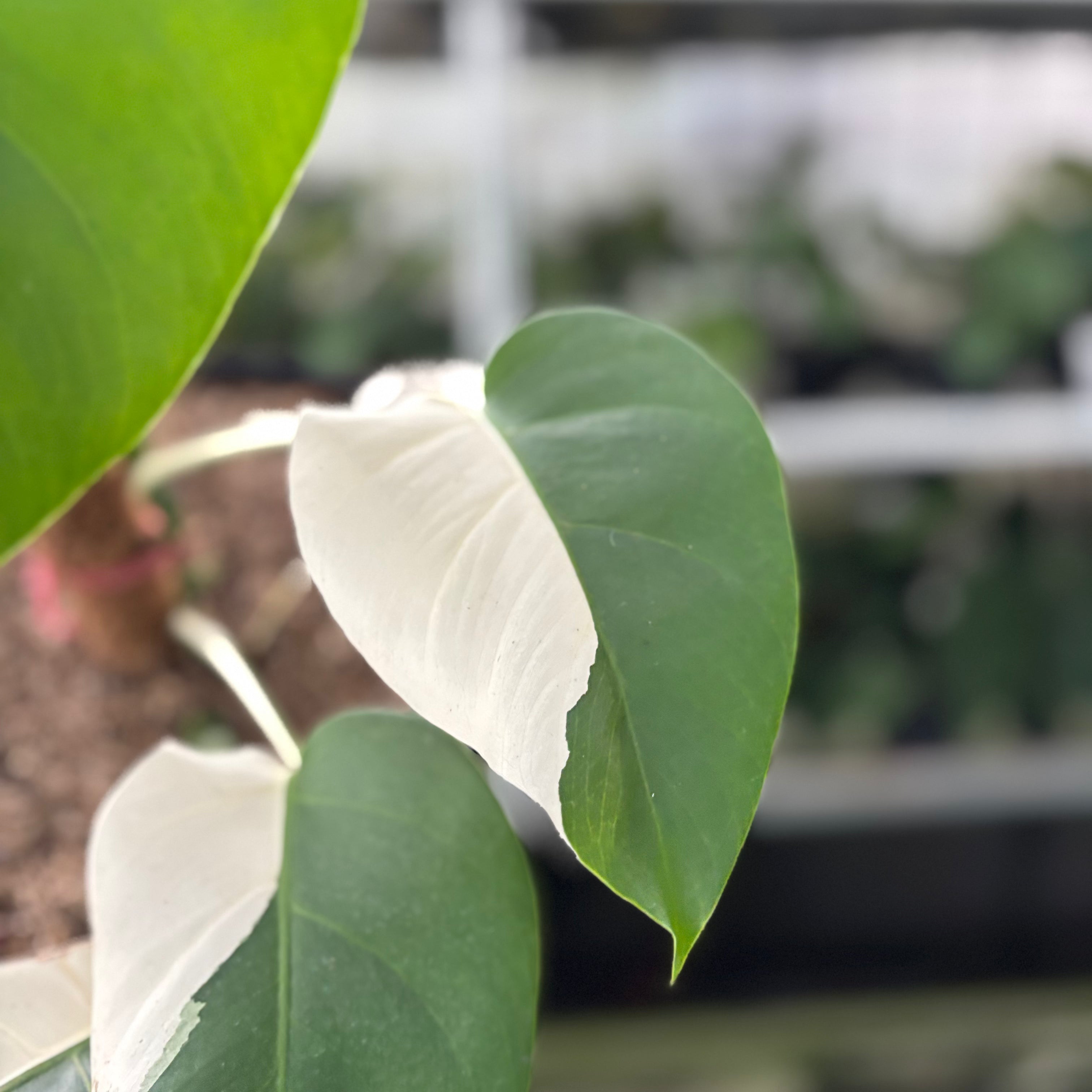 RP30-10 Monstera Albo Half Moon