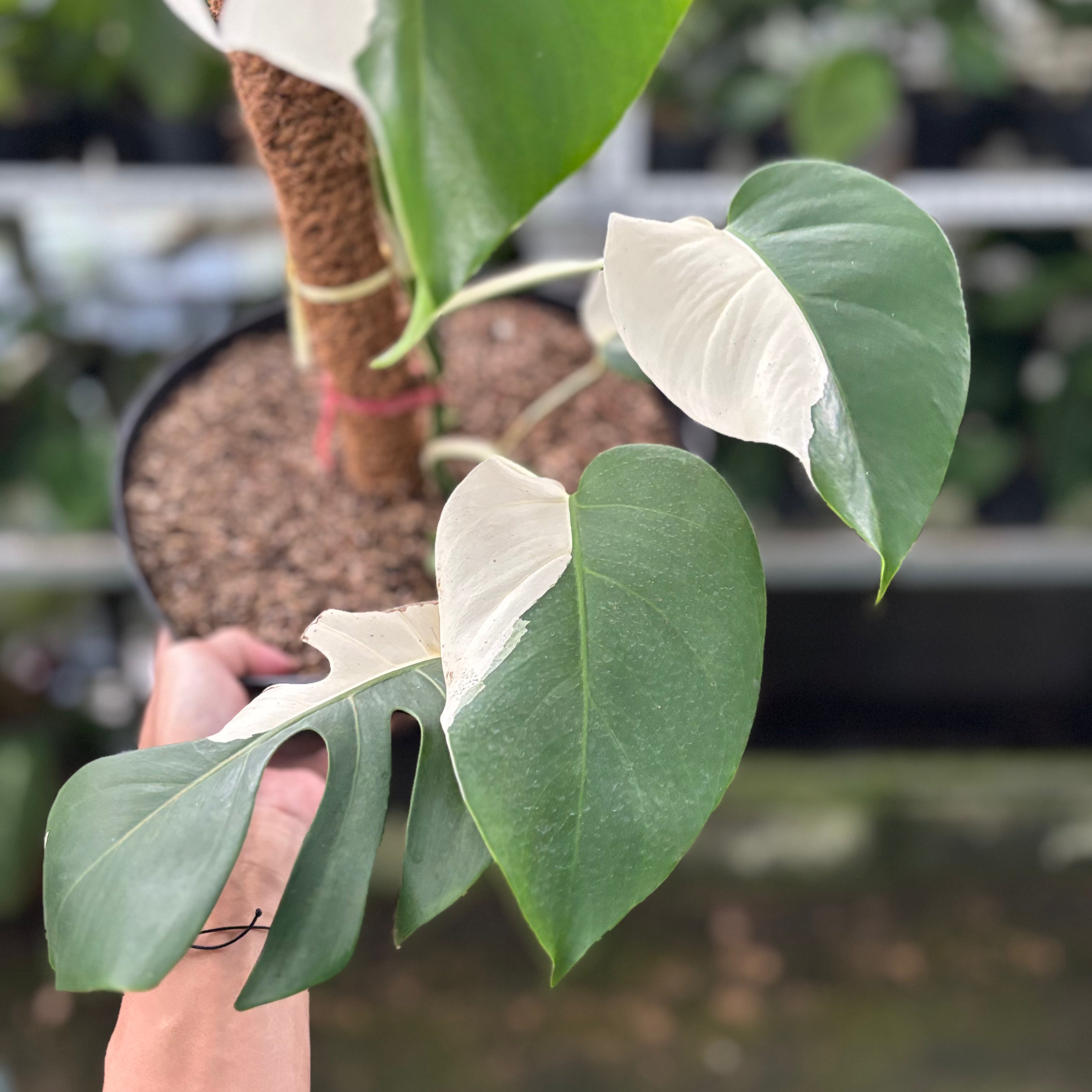 RP30-10 Monstera Albo Half Moon