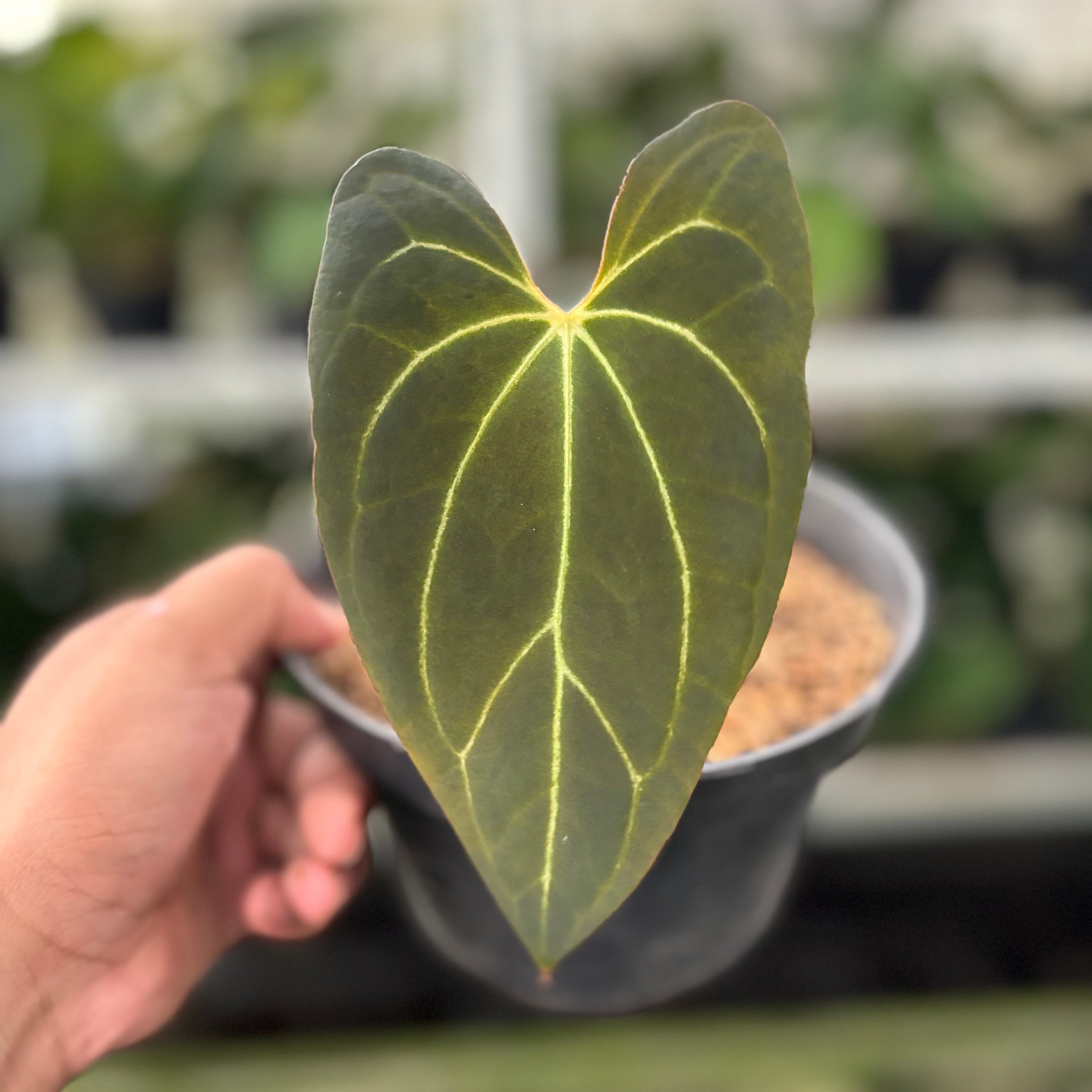 RP31-10 Anthurium Red Spider x Papillilaminum