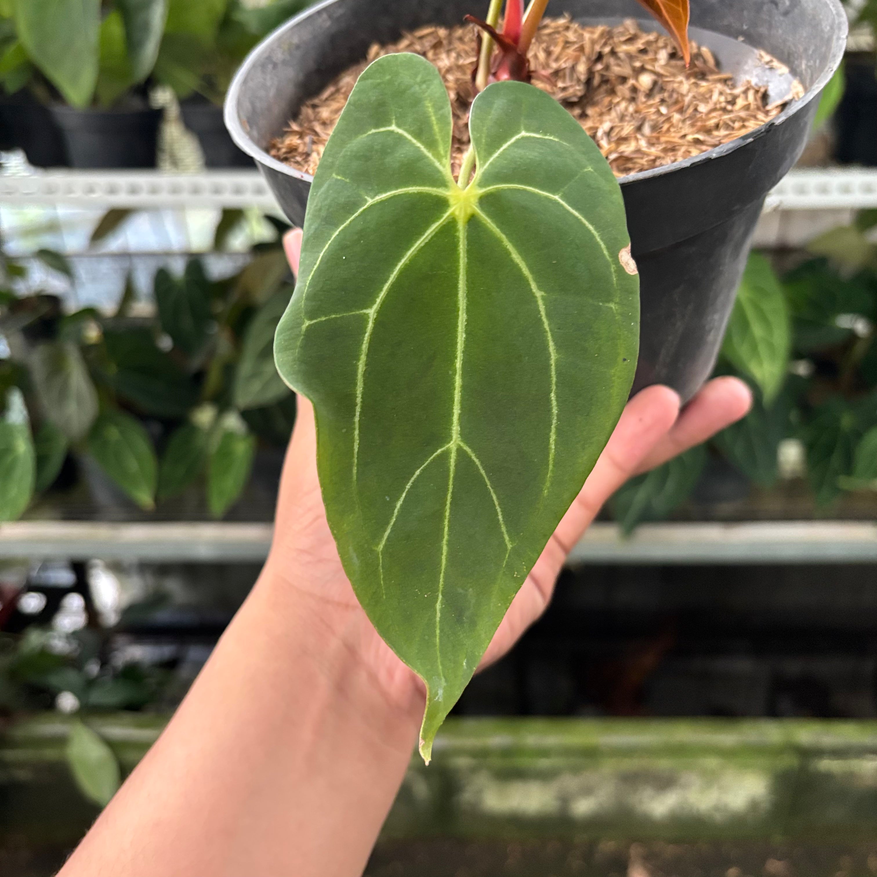 RP31-10 Anthurium Red Spider x Papillilaminum