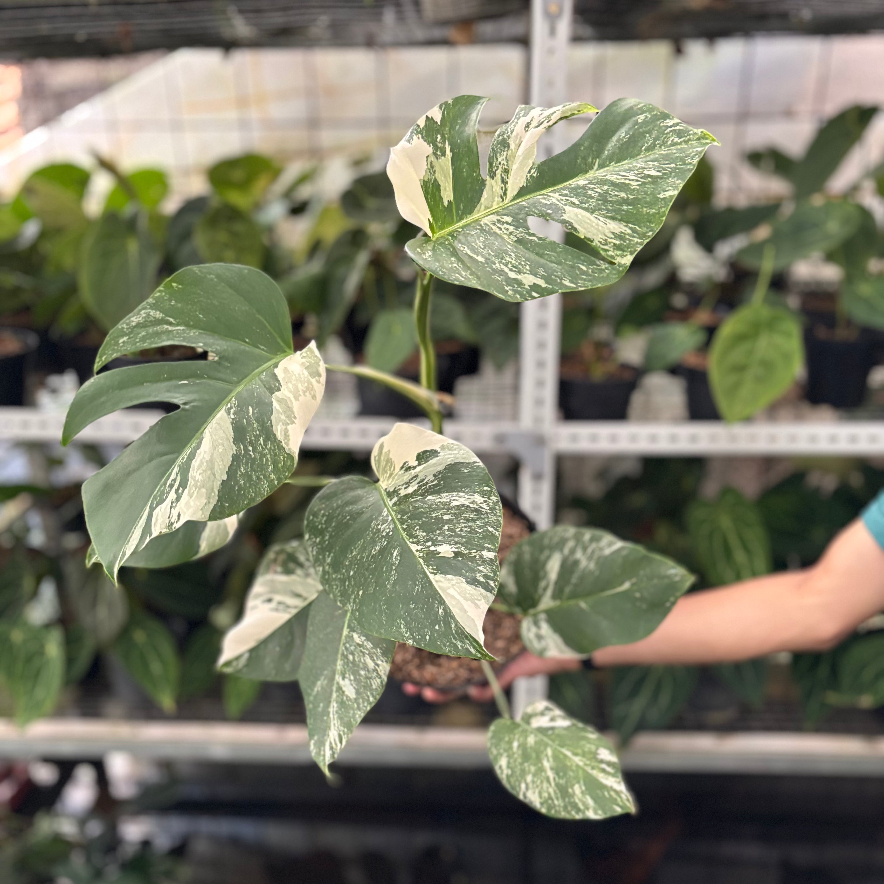 RP32-10 Monstera Albo Variegated