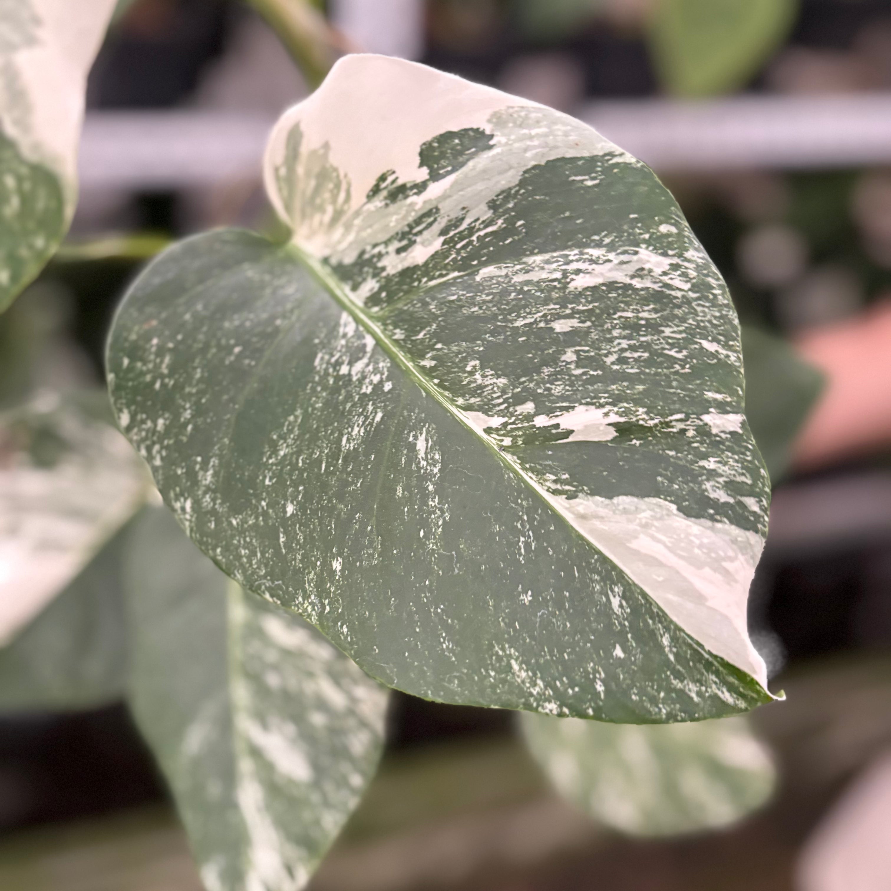 RP32-10 Monstera Albo Variegated