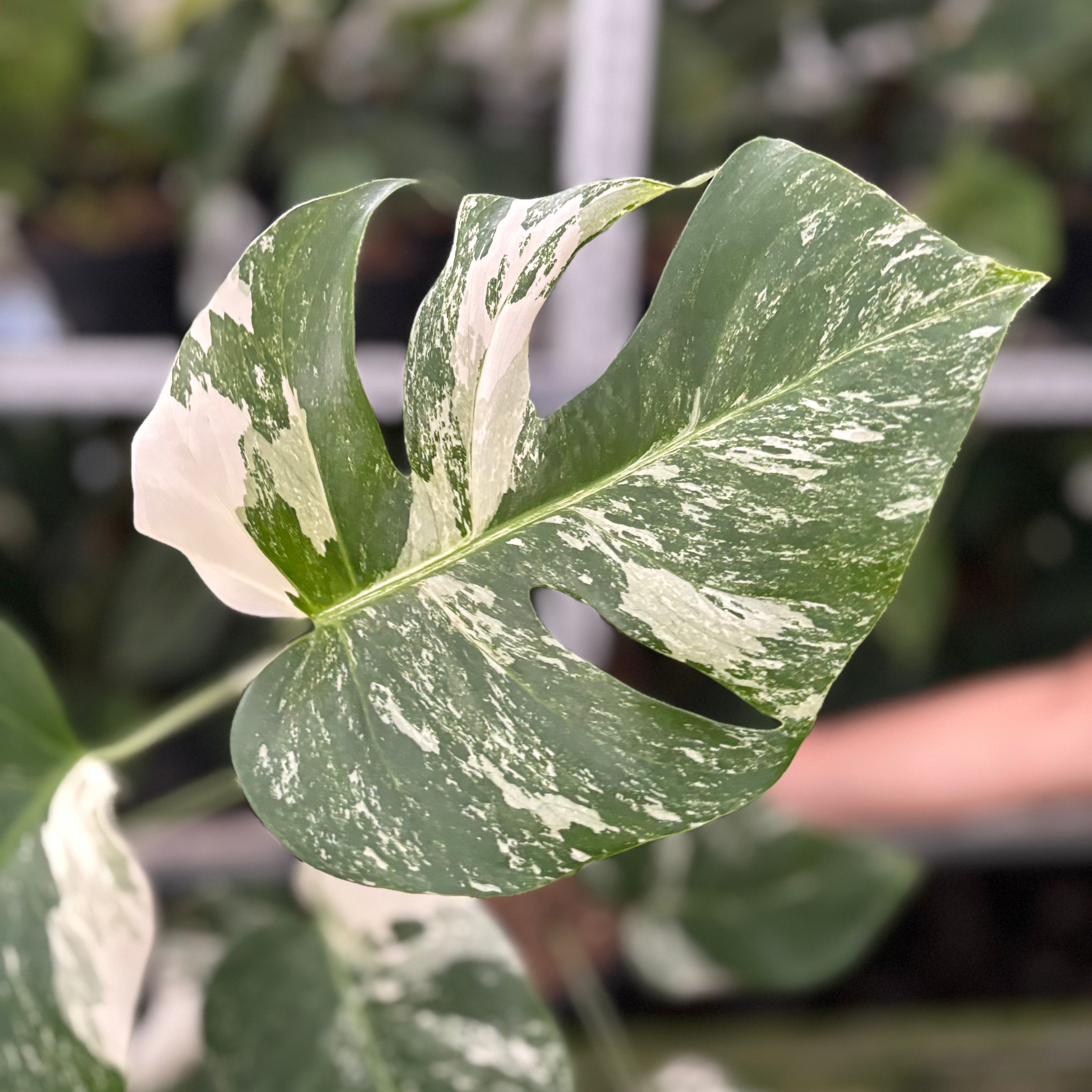RP32-10 Monstera Albo Variegated