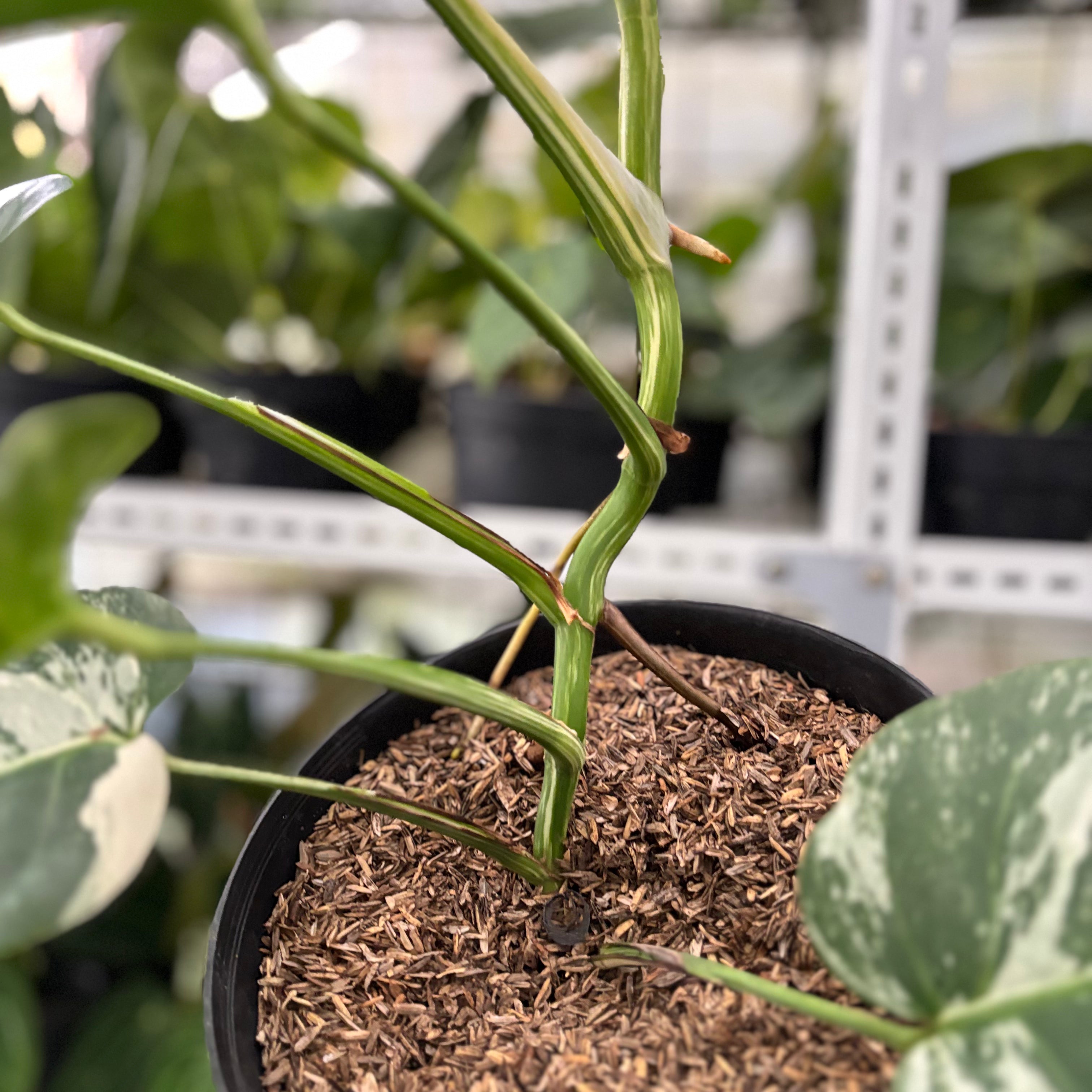 RP32-10 Monstera Albo Variegated