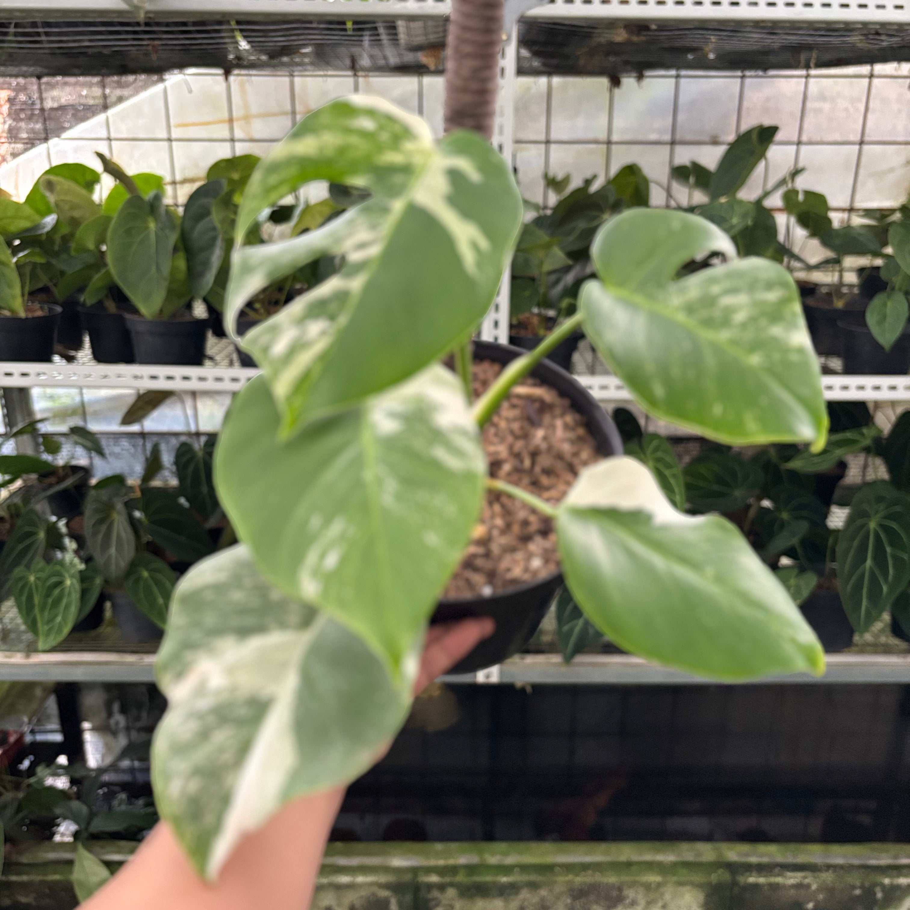 RP33-10 Monstera Albo Variegated