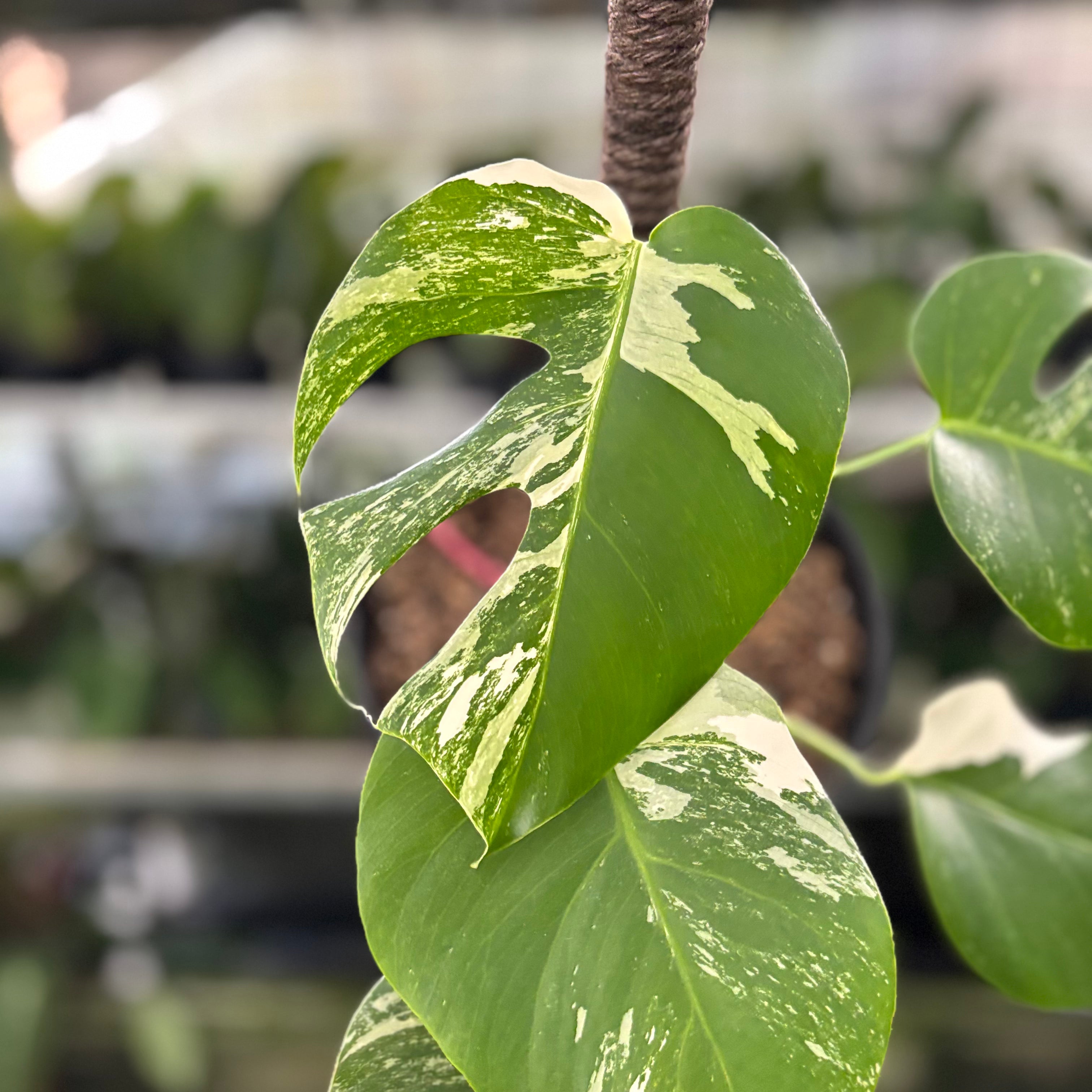 RP33-10 Monstera Albo Variegated