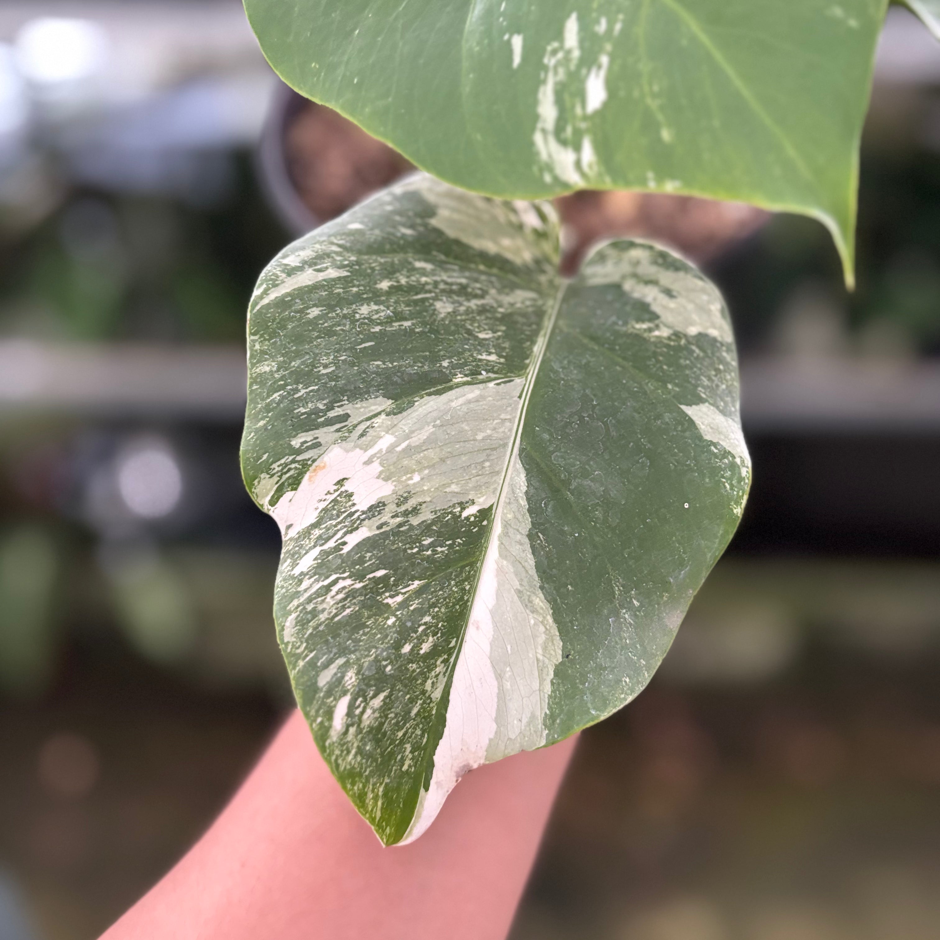 RP33-10 Monstera Albo Variegated