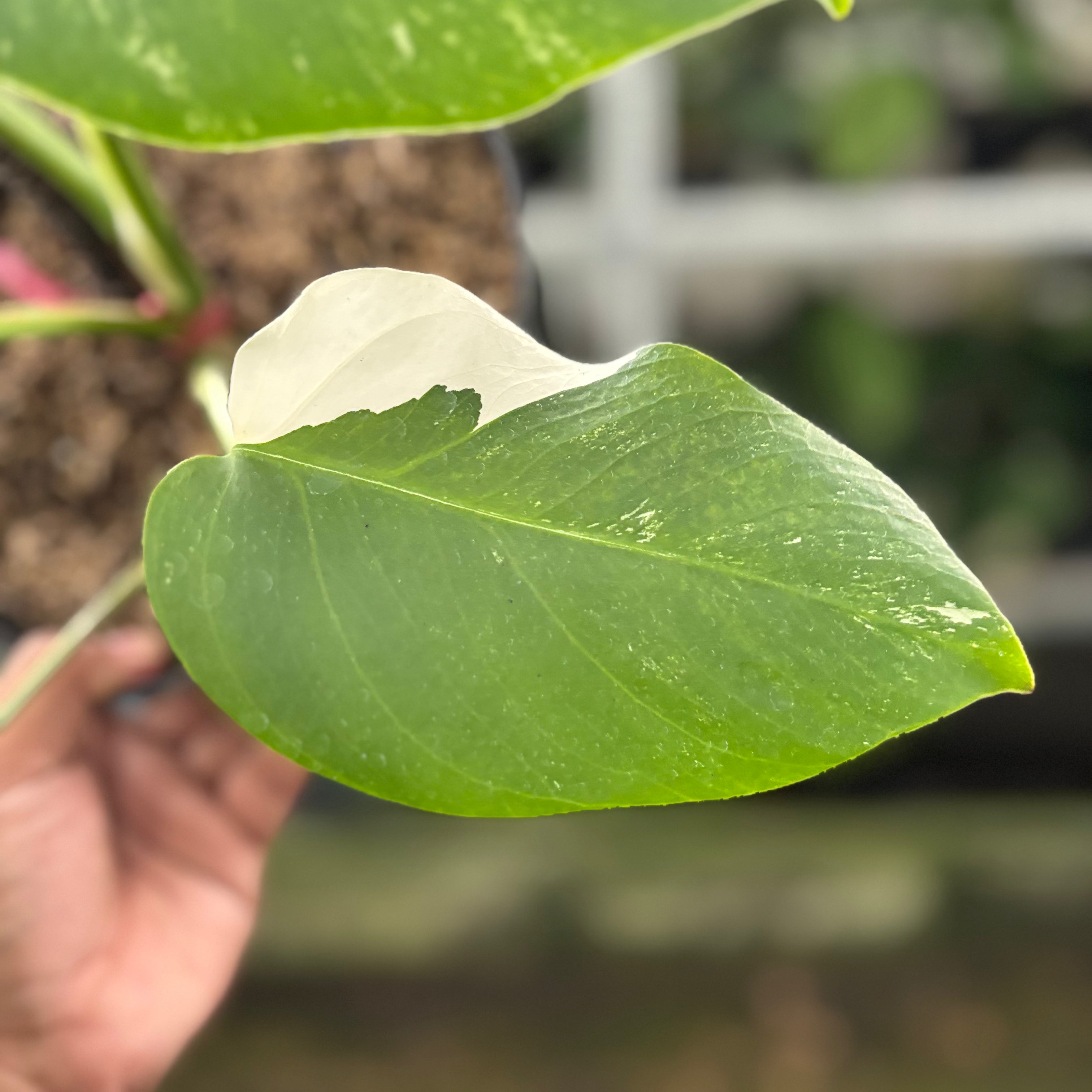 RP33-10 Monstera Albo Variegated