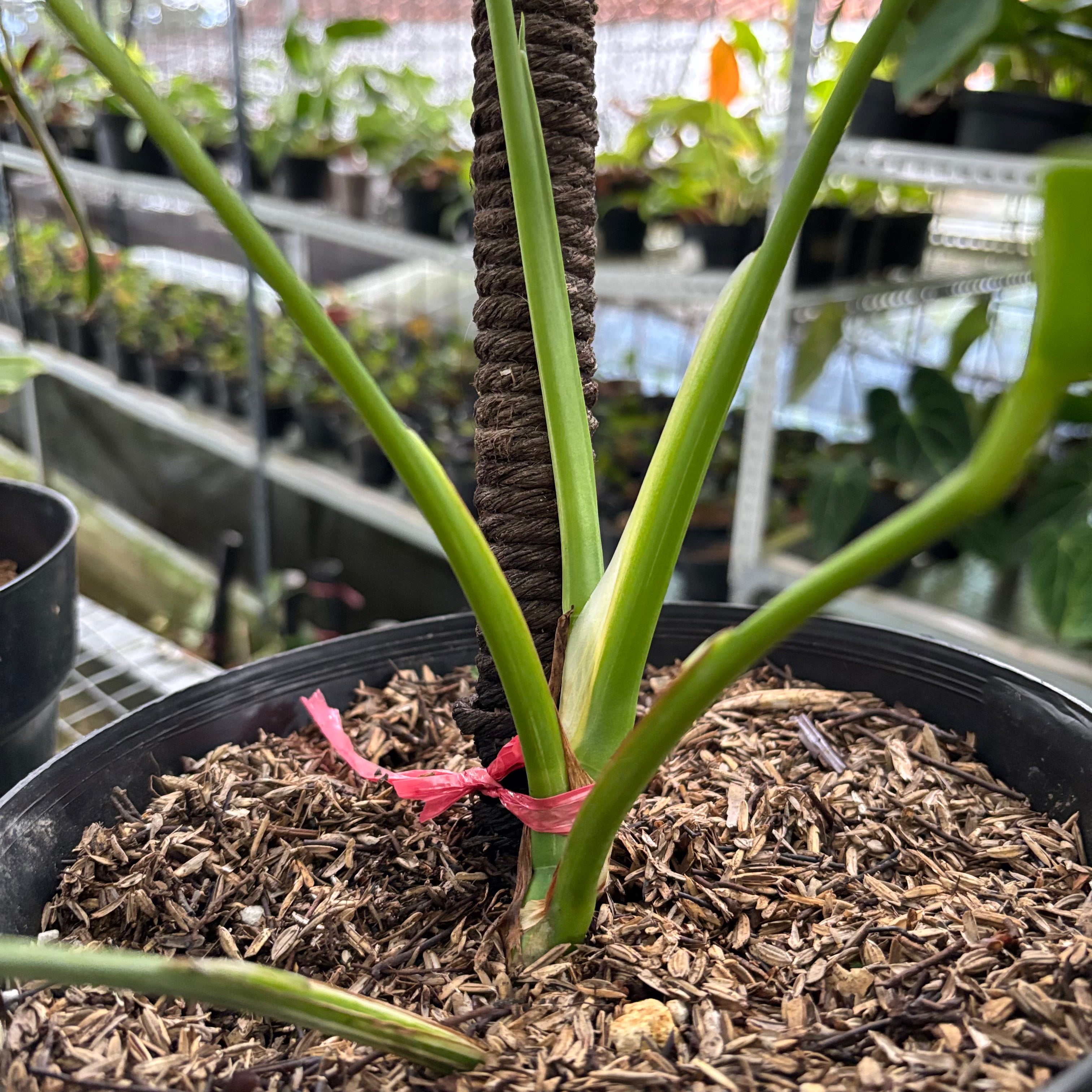 RP33-10 Monstera Albo Variegated