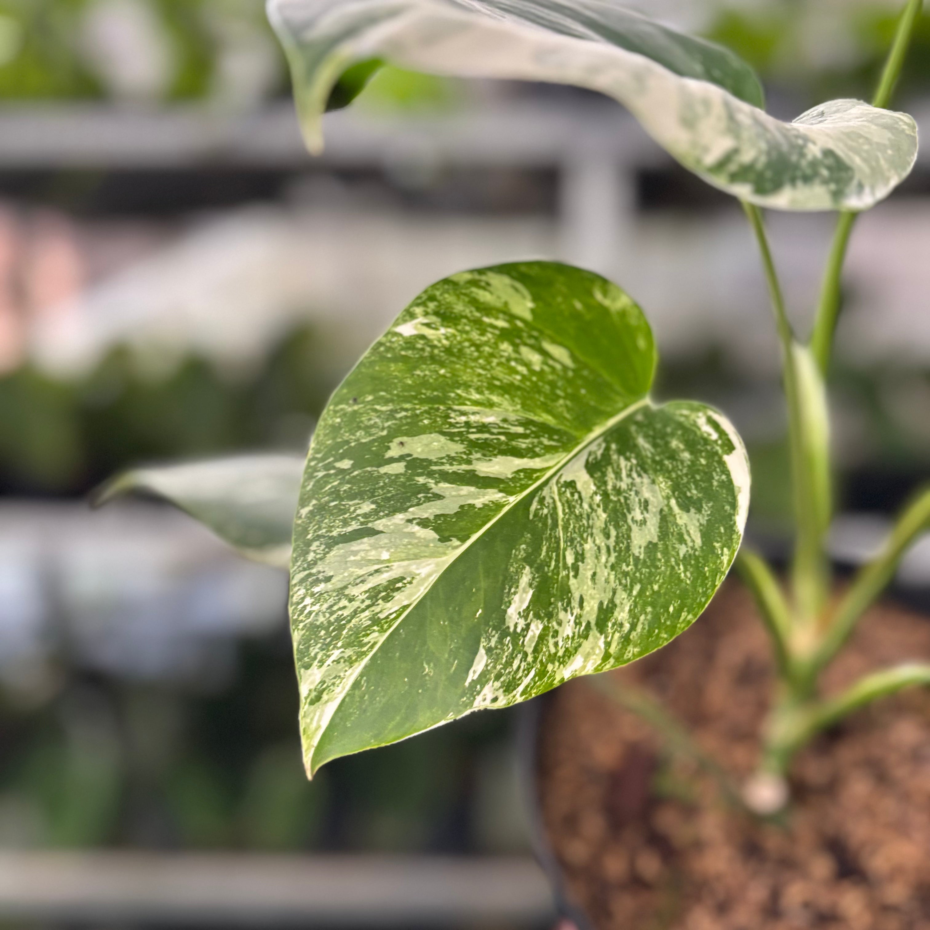 RP34-10 Monstera Albo Variegated