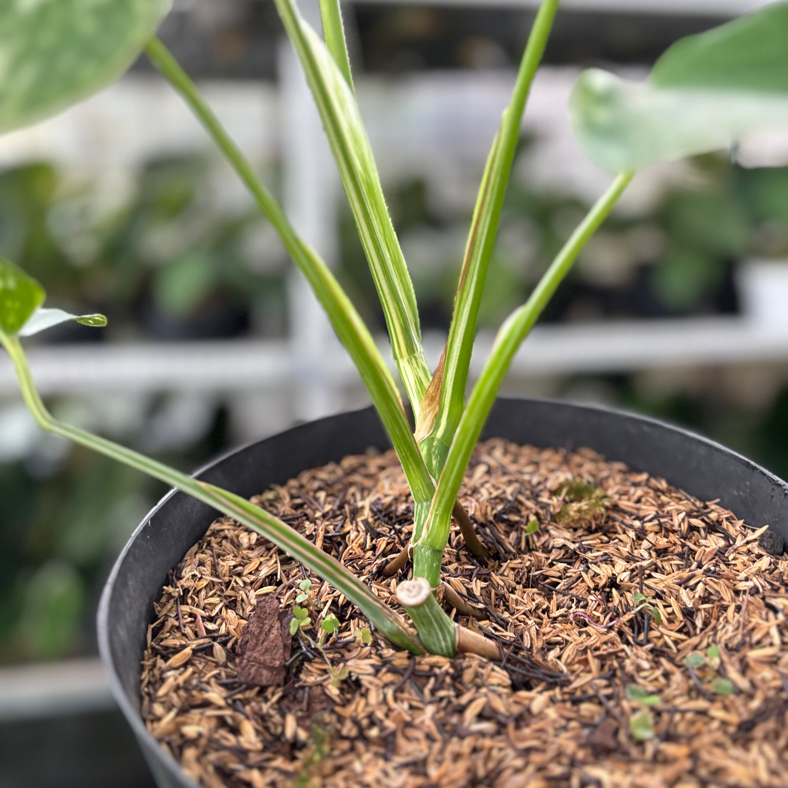 RP34-10 Monstera Albo Variegated