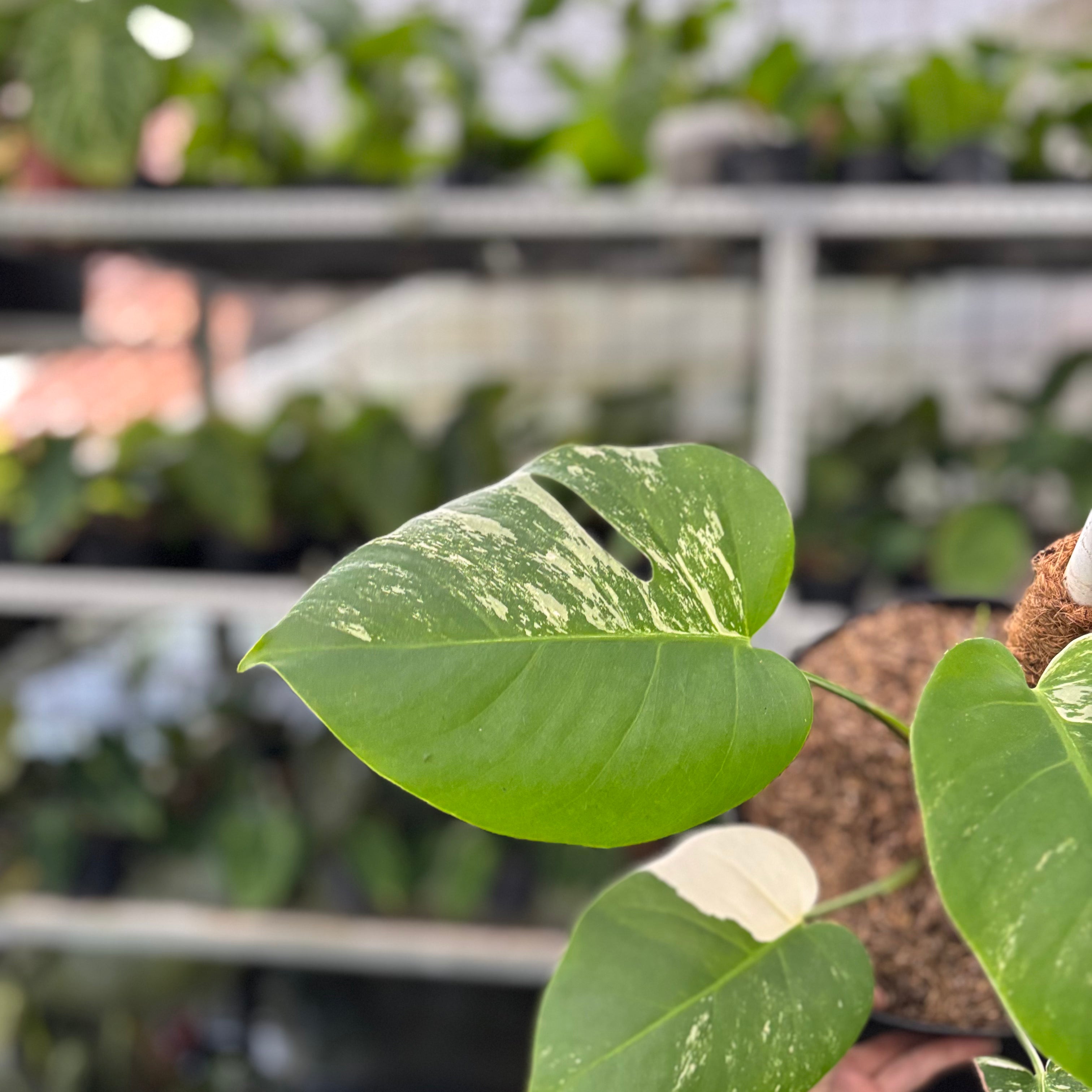 RP36-10 Monstera Albo Variegated