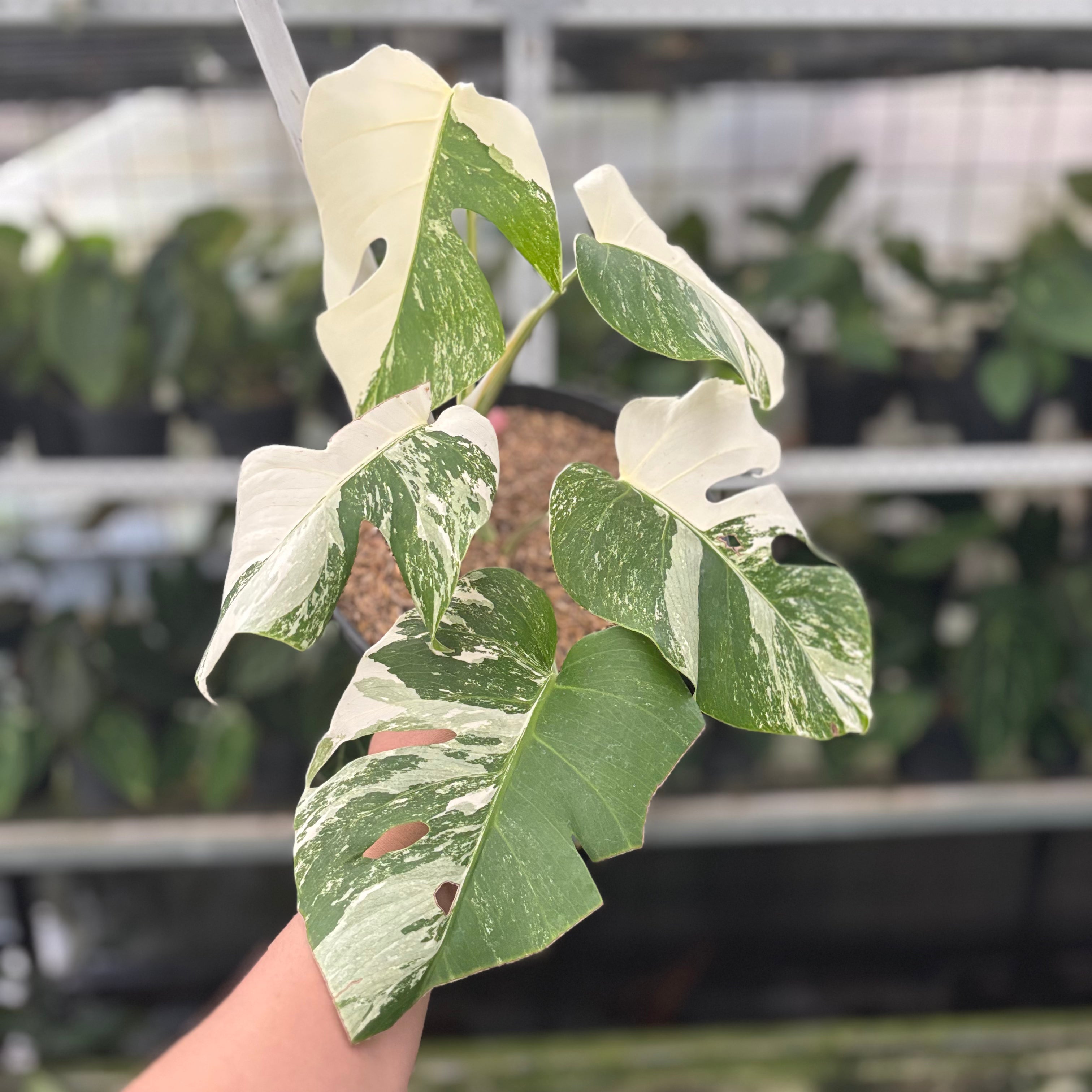 RP38-10 Monstera Albo White Tiger