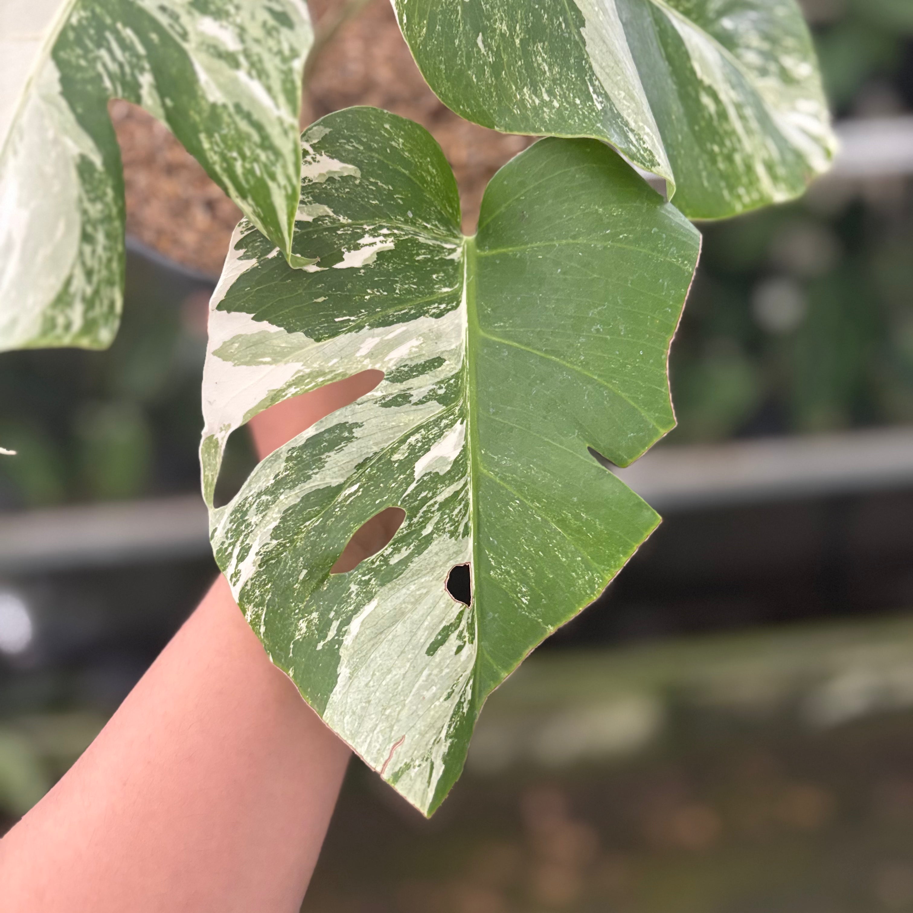RP38-10 Monstera Albo White Tiger