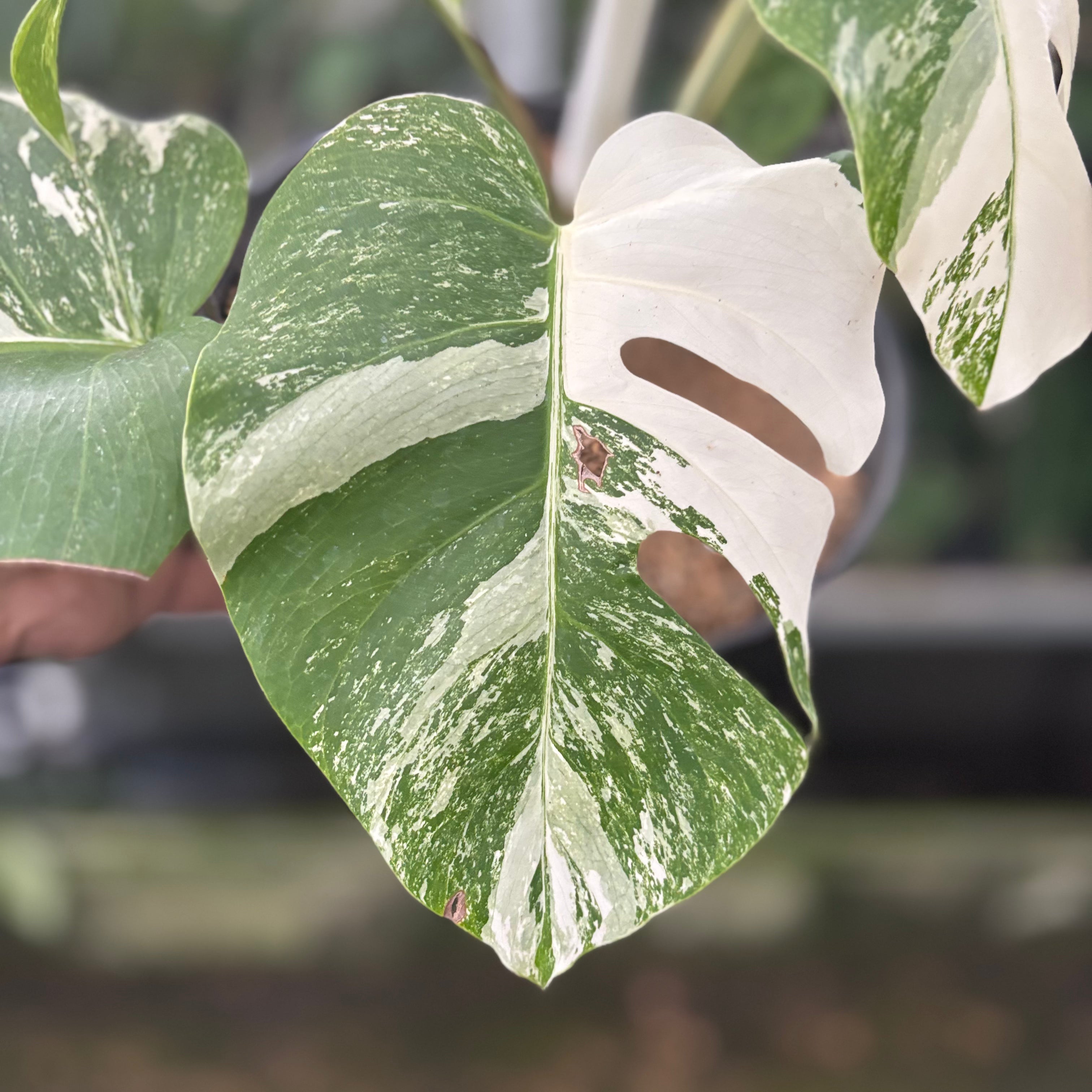 RP38-10 Monstera Albo White Tiger